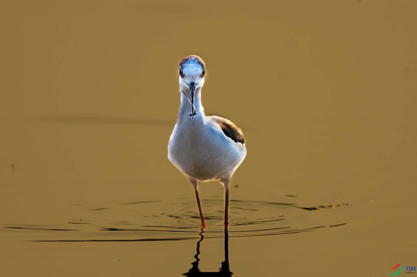 �԰�