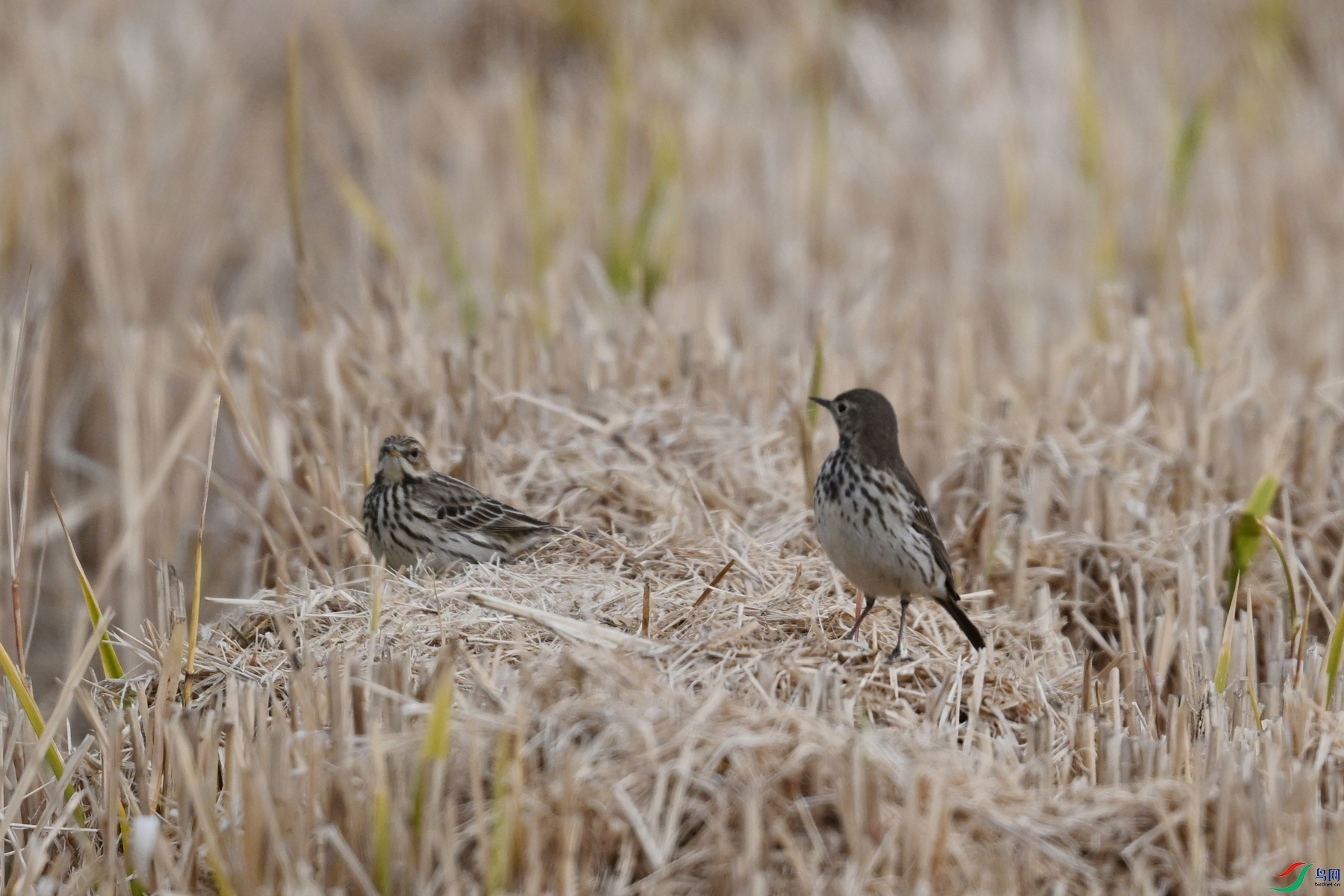 DSC_7875.JPG