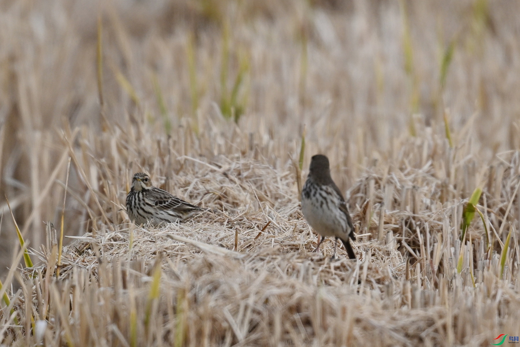 DSC_7876.JPG