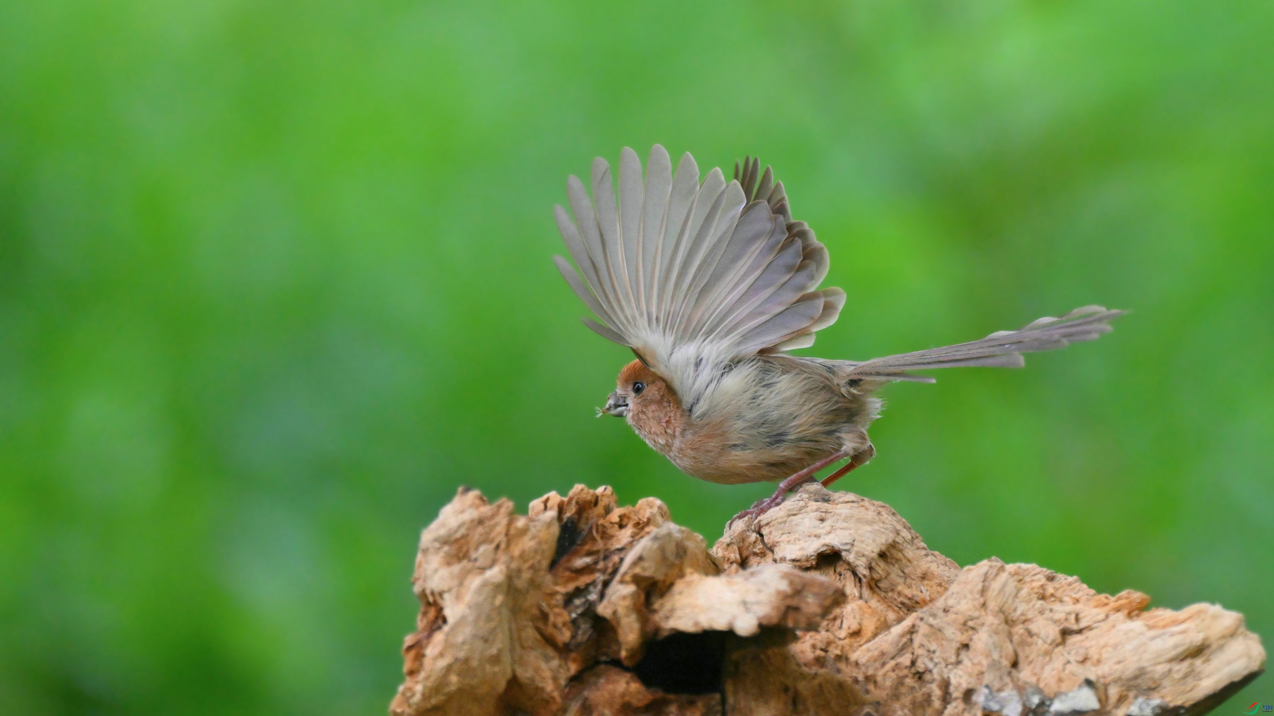 DSC_1060.JPG