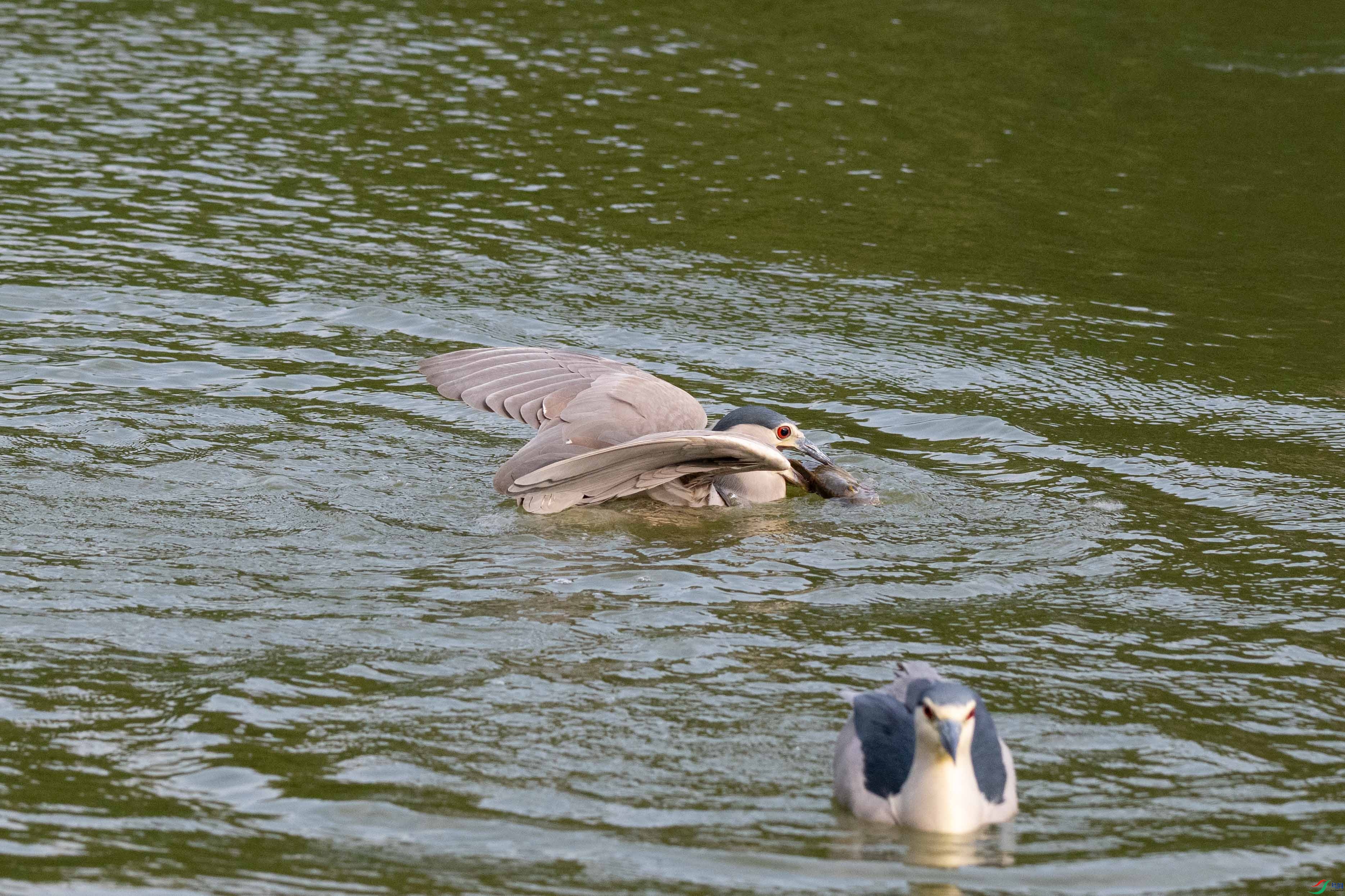 DSC_9294-2.jpg