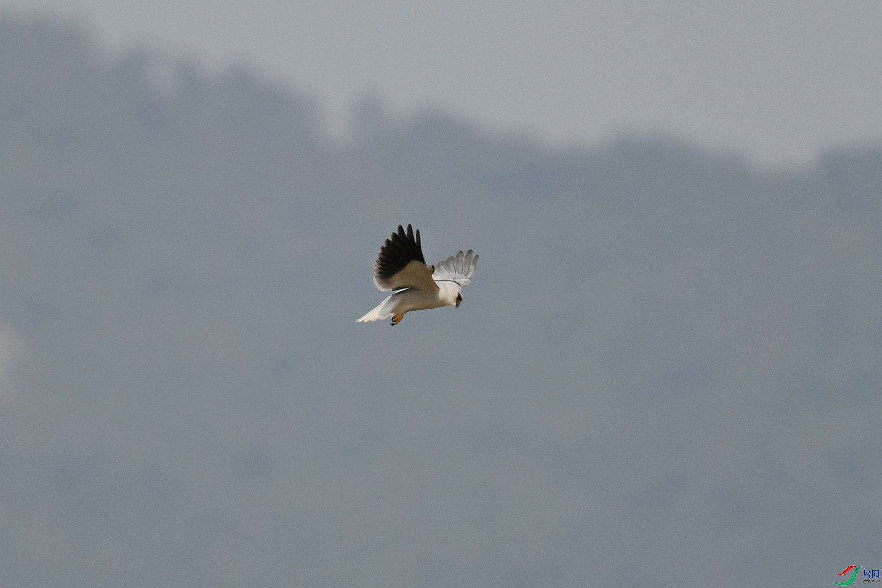 DSC_7952.JPG