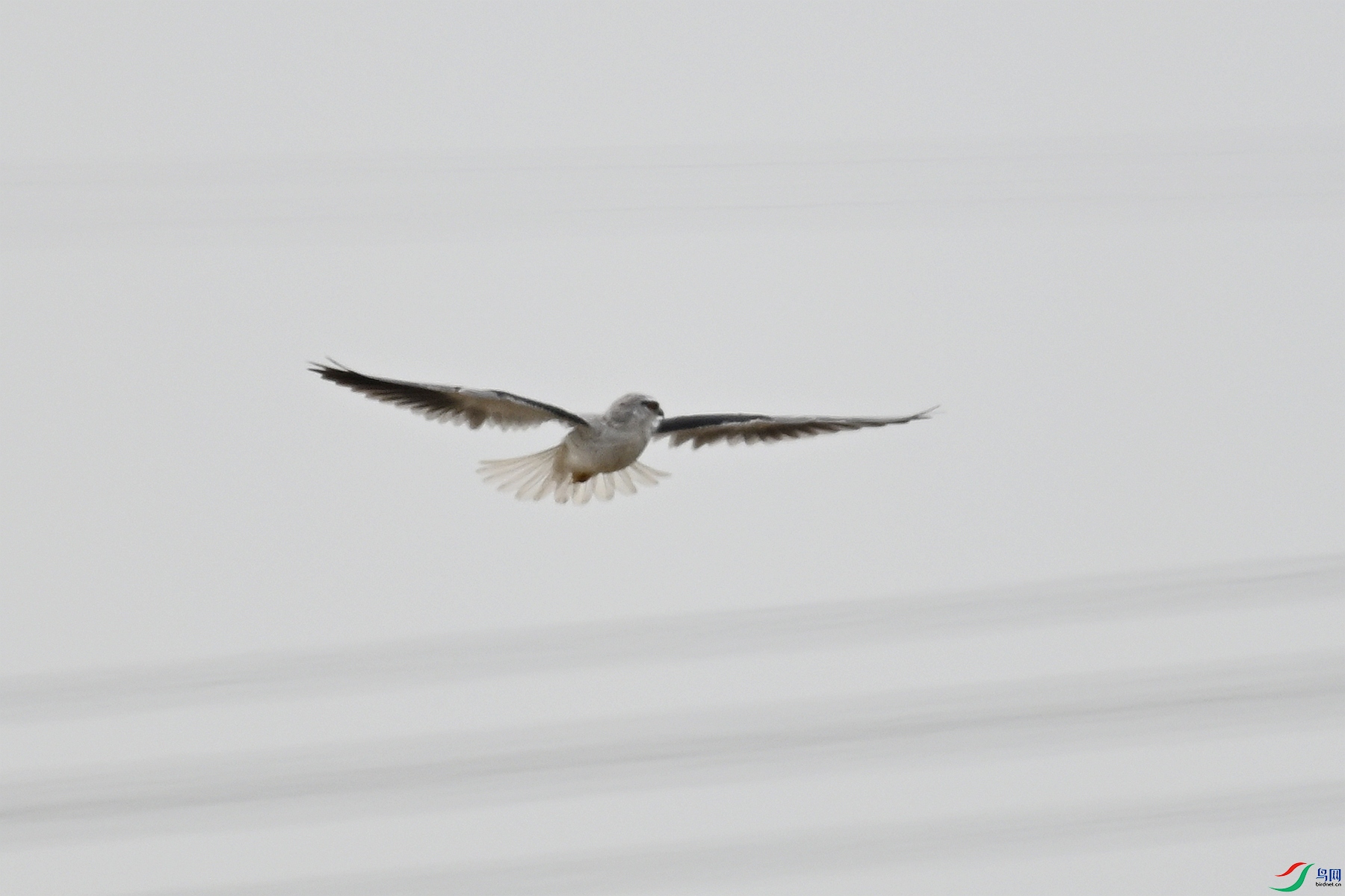 DSC_8003.JPG