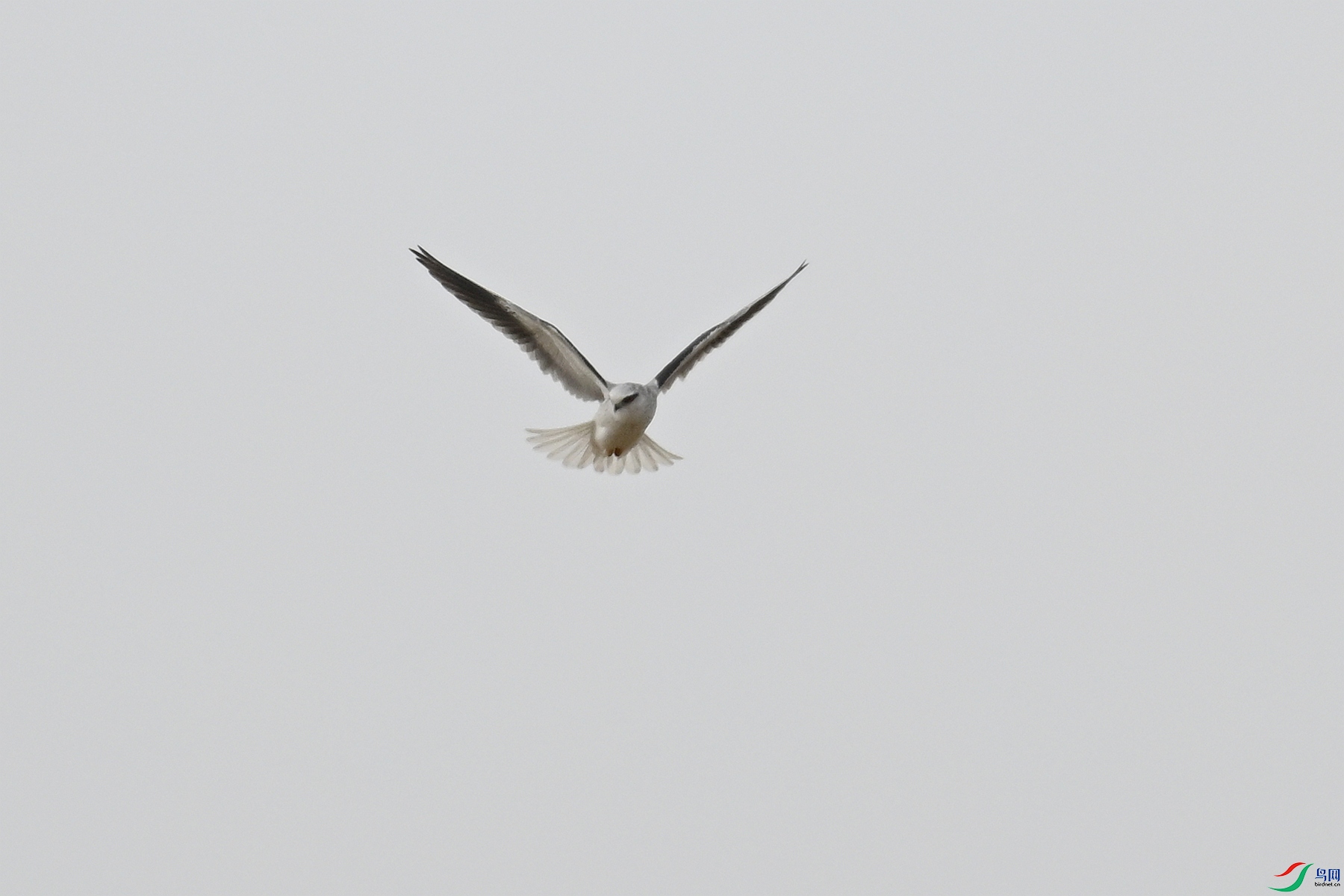 DSC_7992.JPG