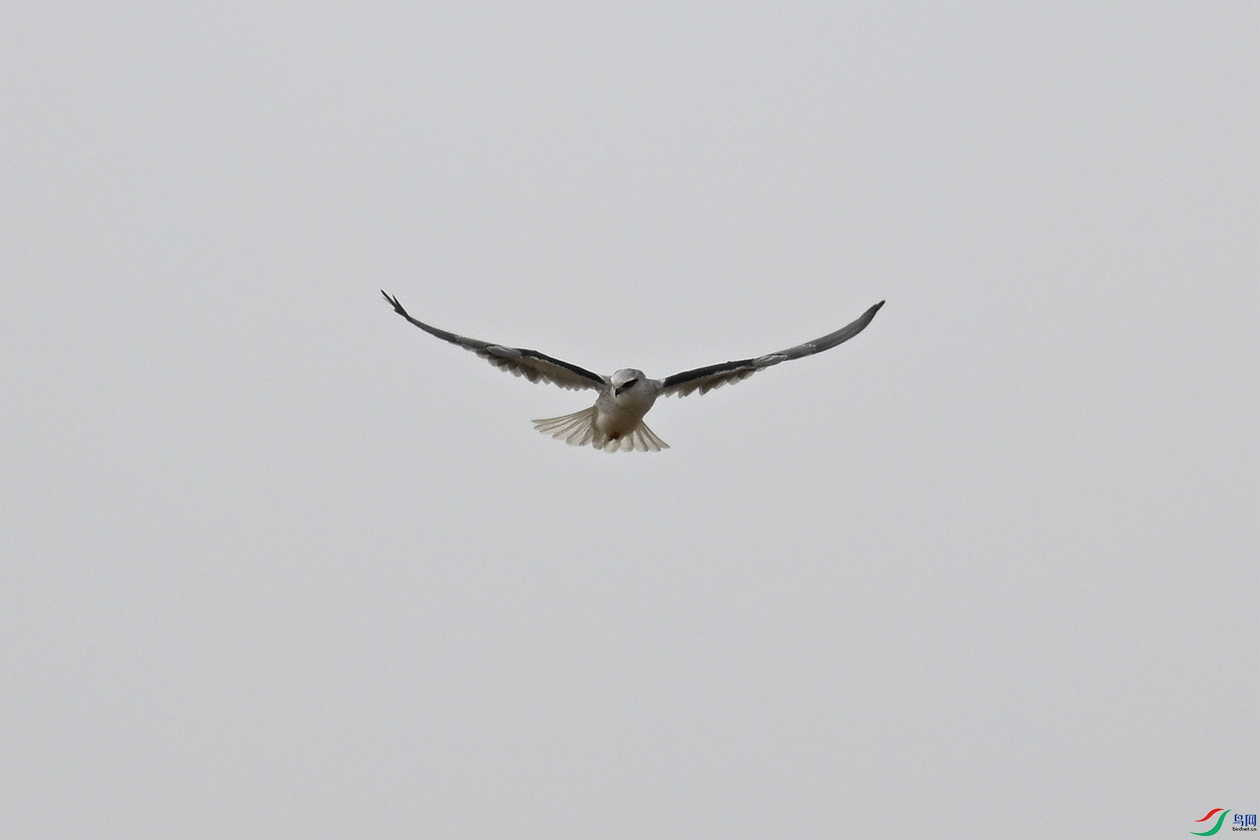 DSC_7993.JPG