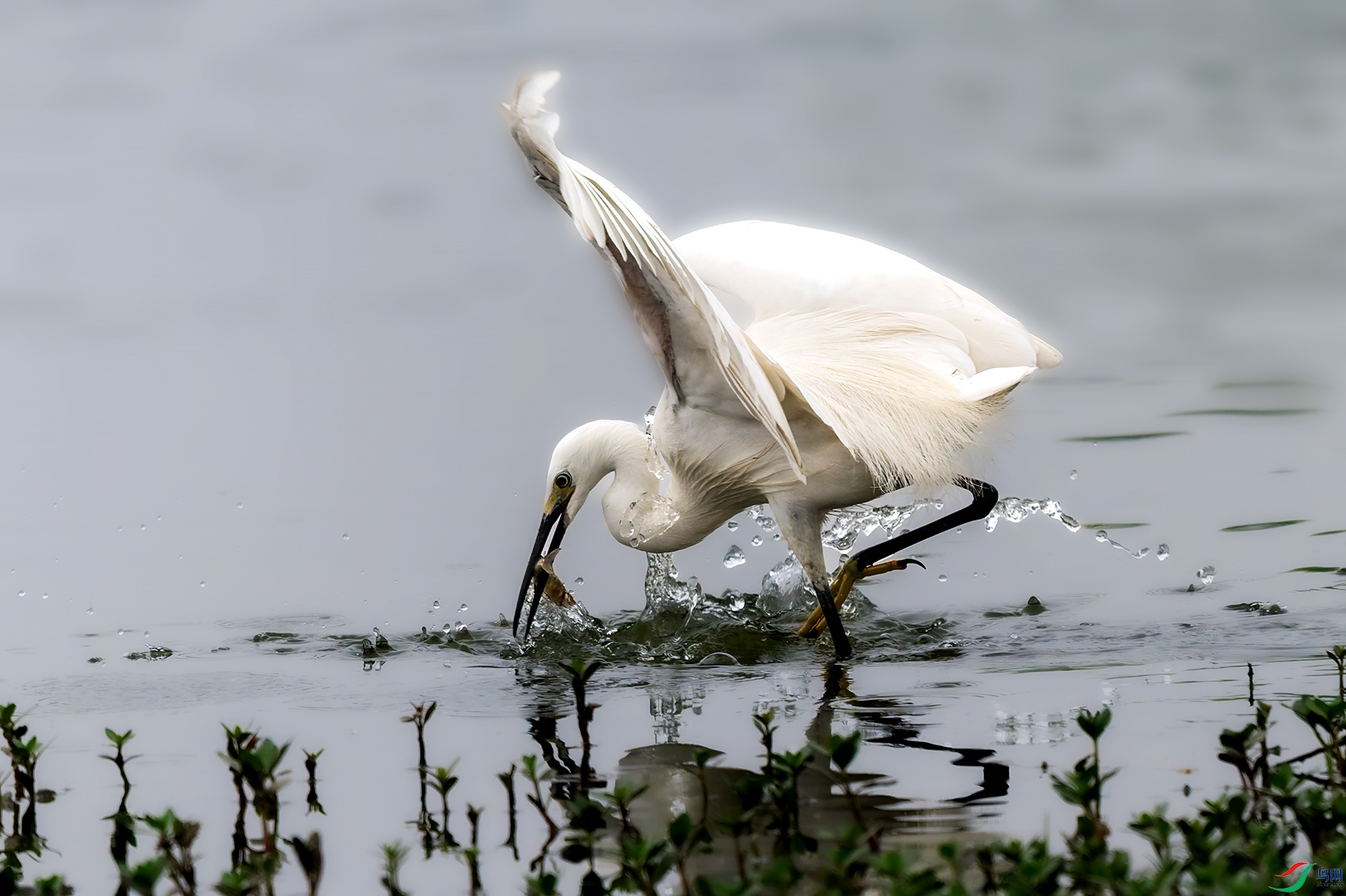 _DSC3512- ����.jpg