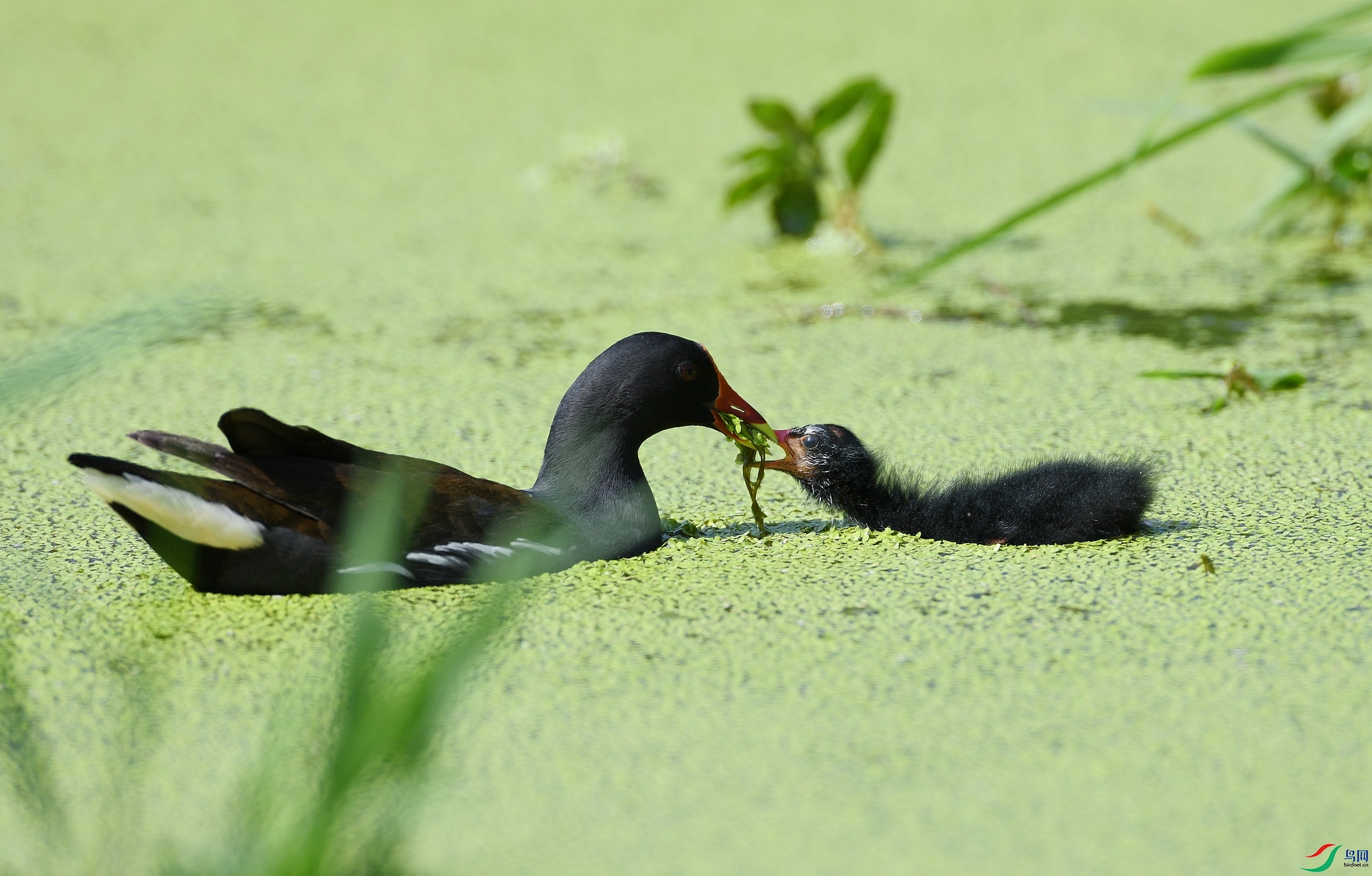 DSC_2978.jpg