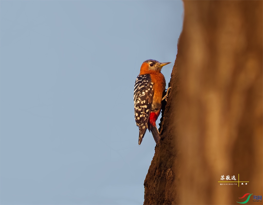 134���ظ���ľ��.jpg