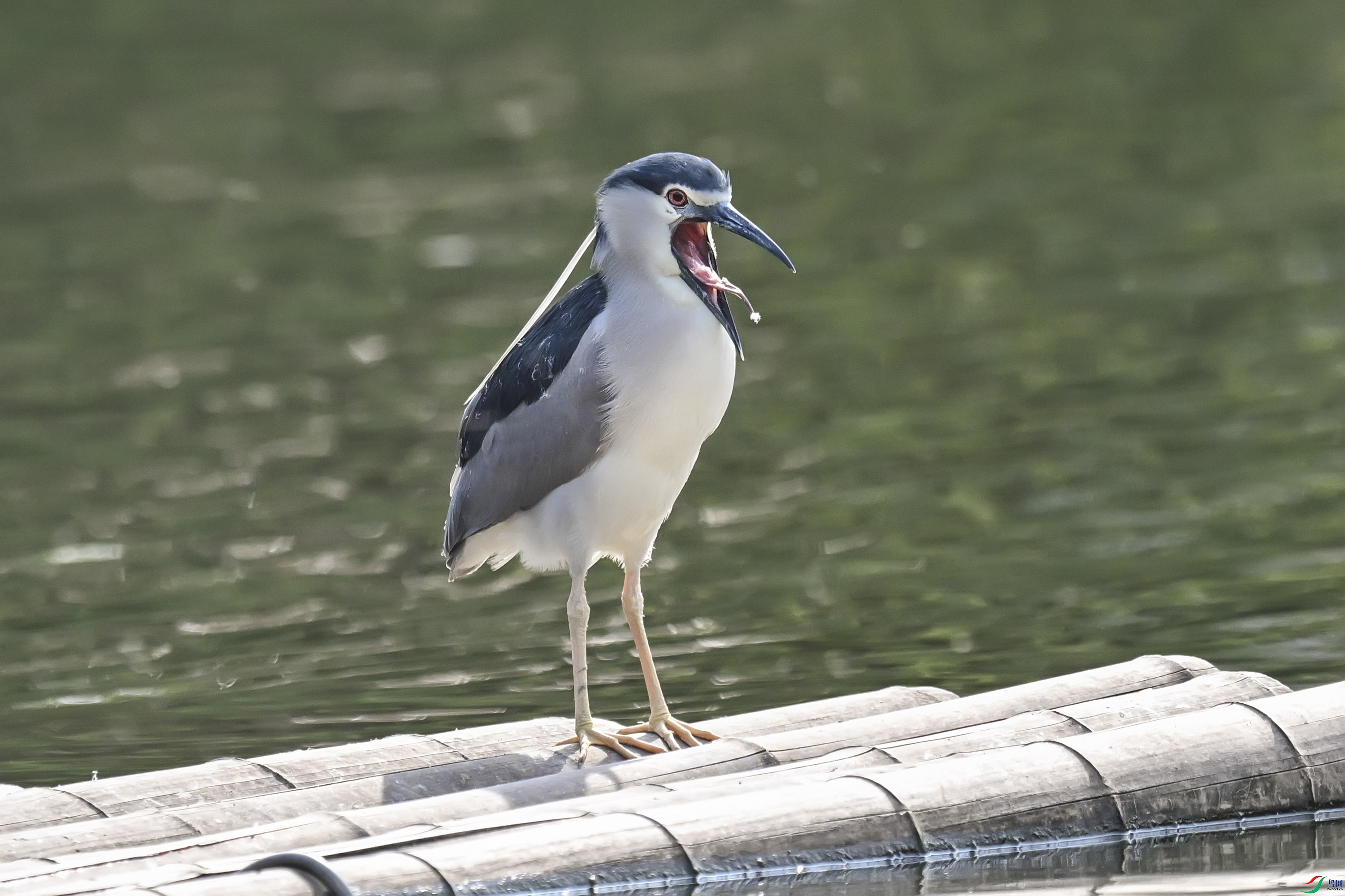 DSC_8779.jpg