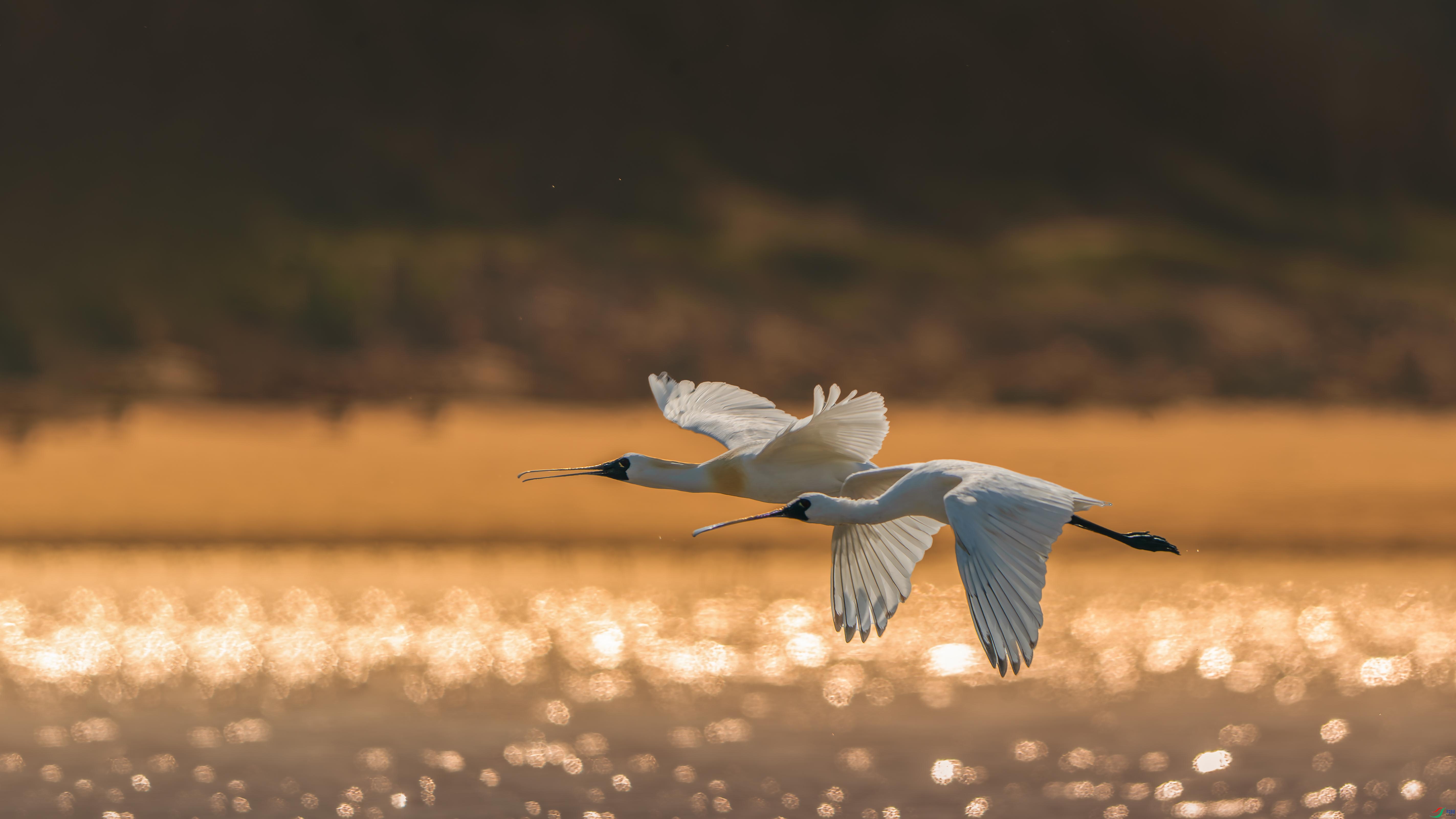 ZZX02973 ���� 2.jpg