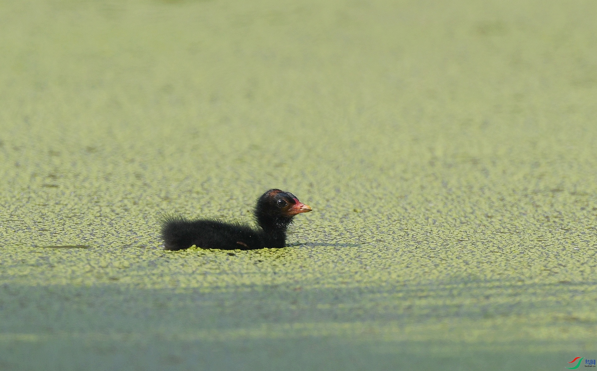 DSC_2793.jpg