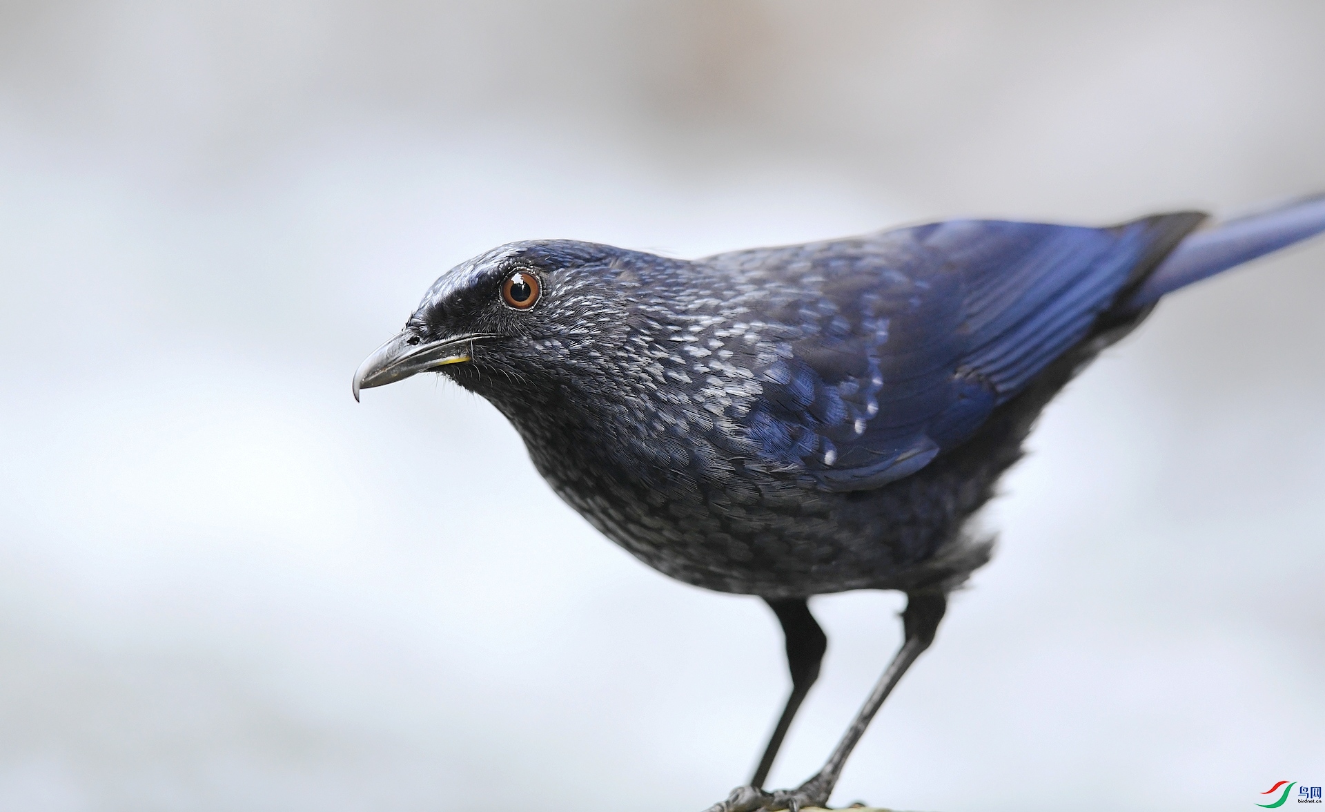 DSC_6811.jpg