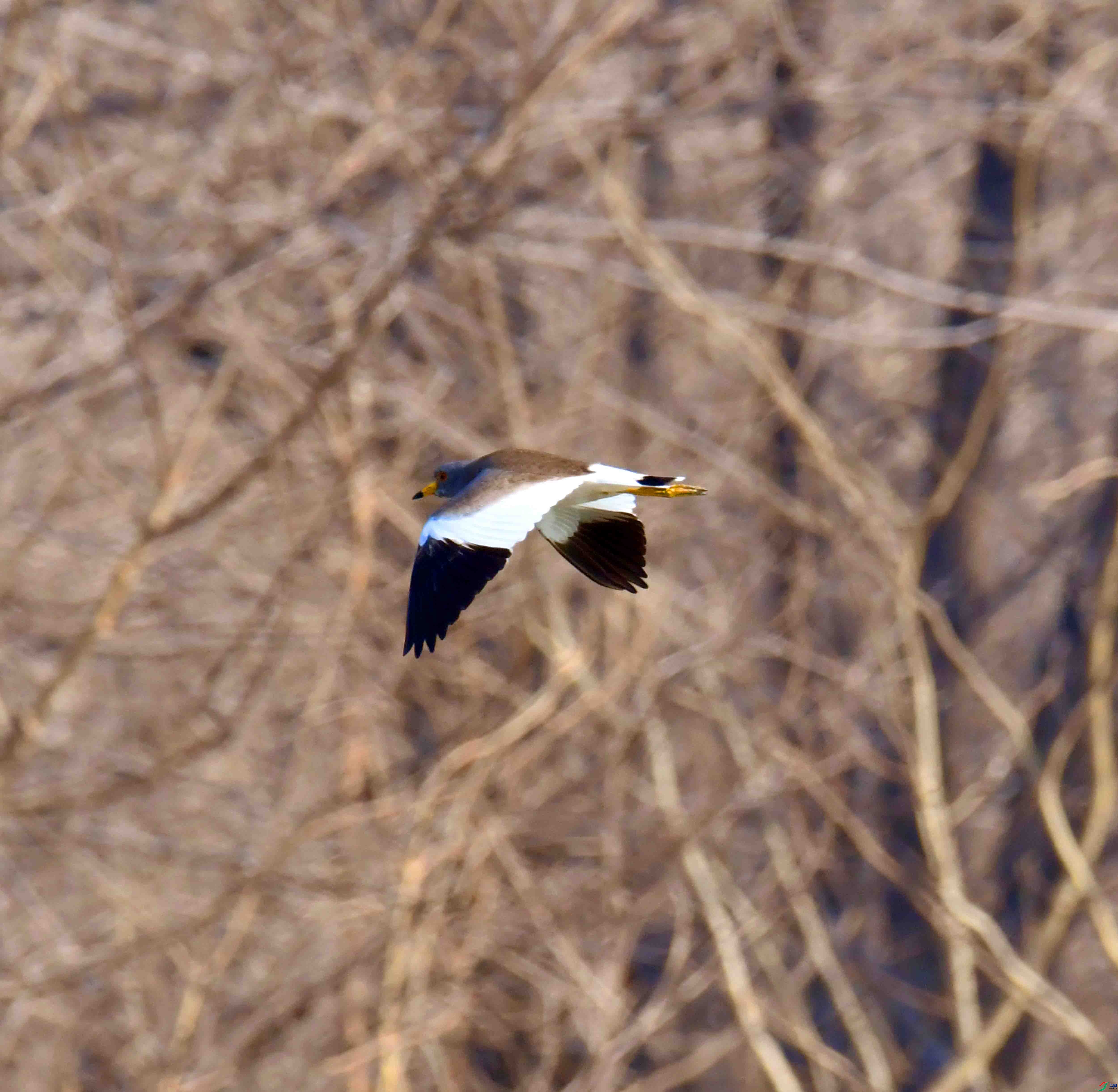 DSC_8576.JPG