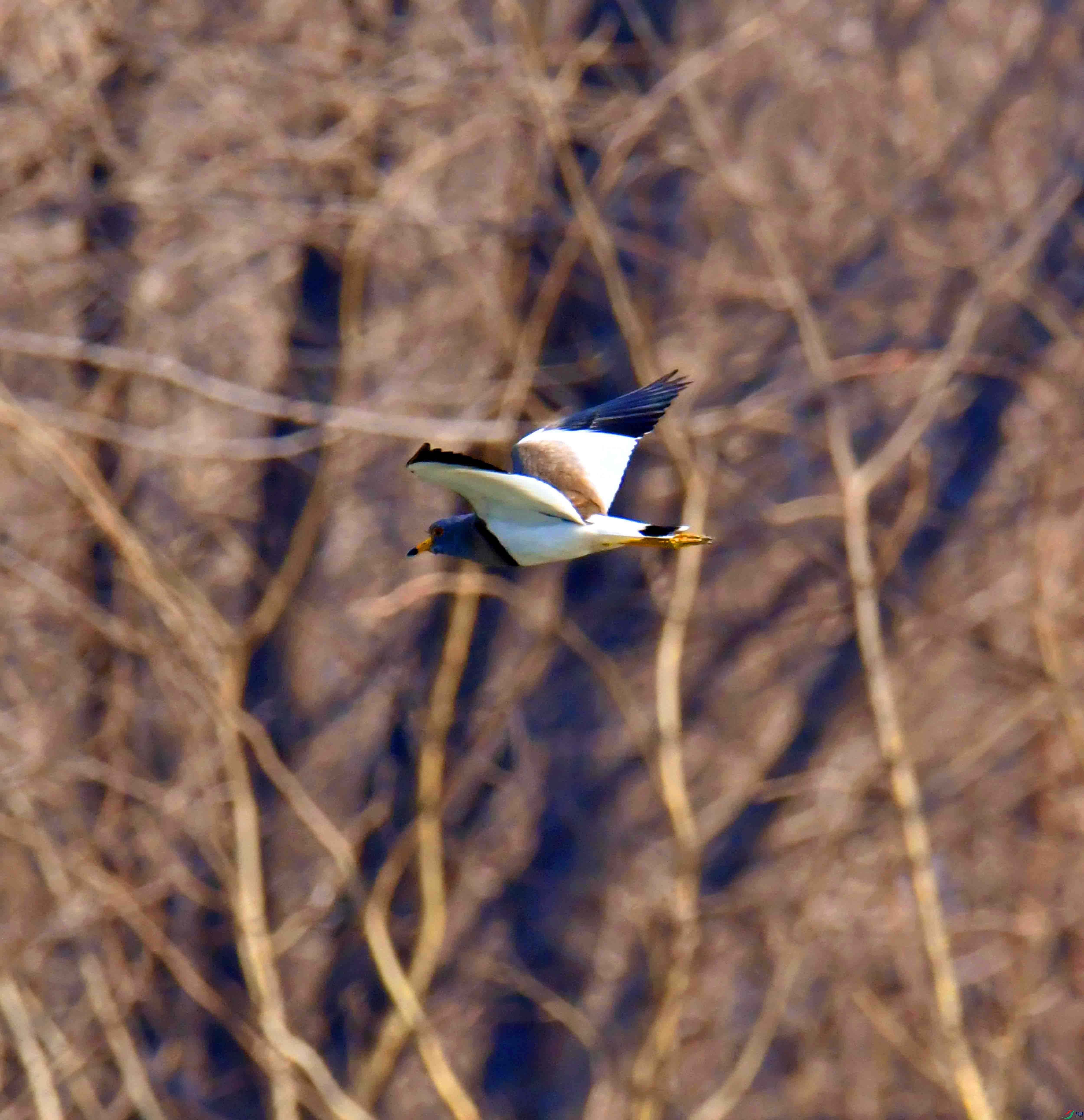 DSC_8575.JPG