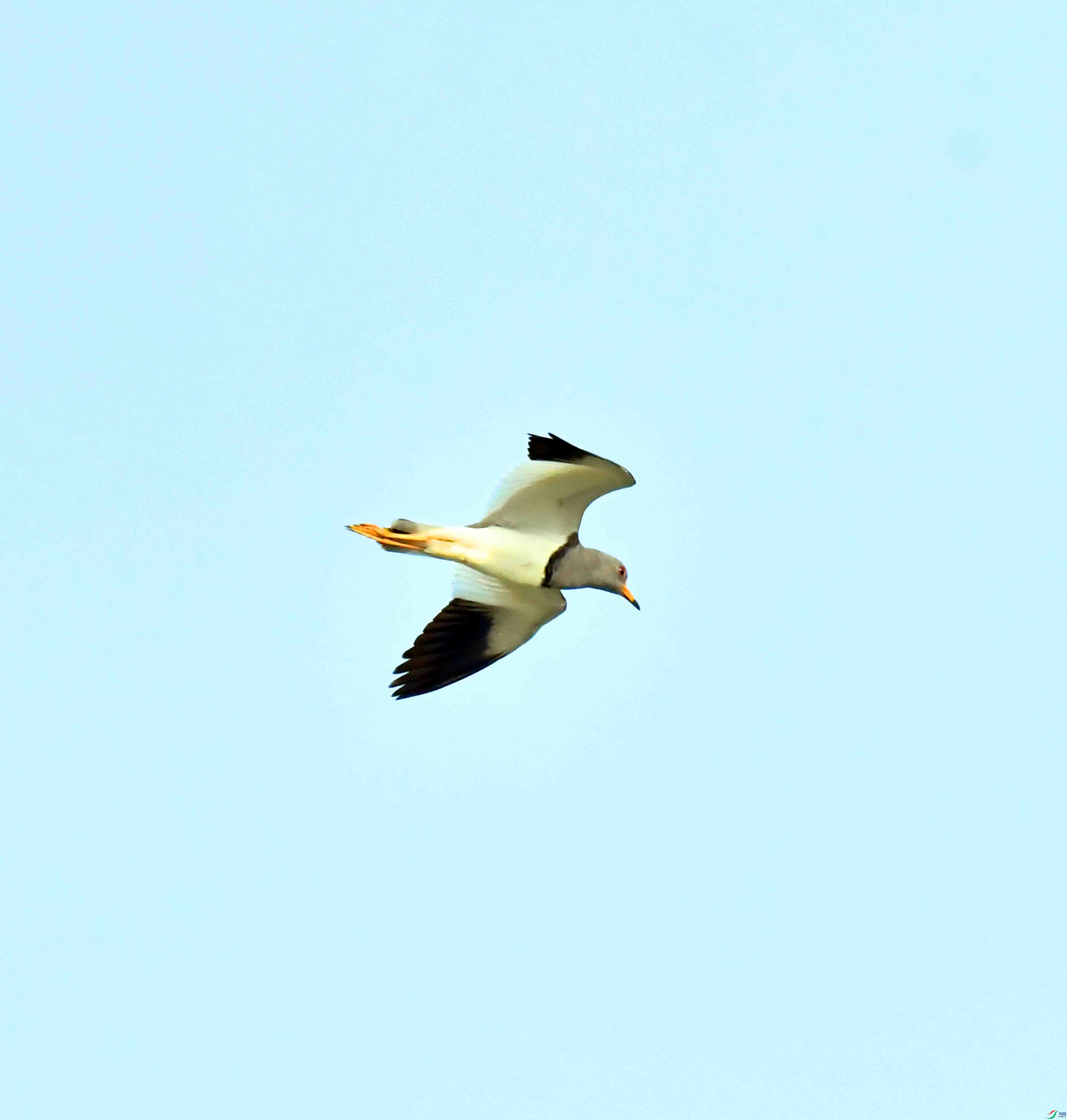 DSC_9671.JPG