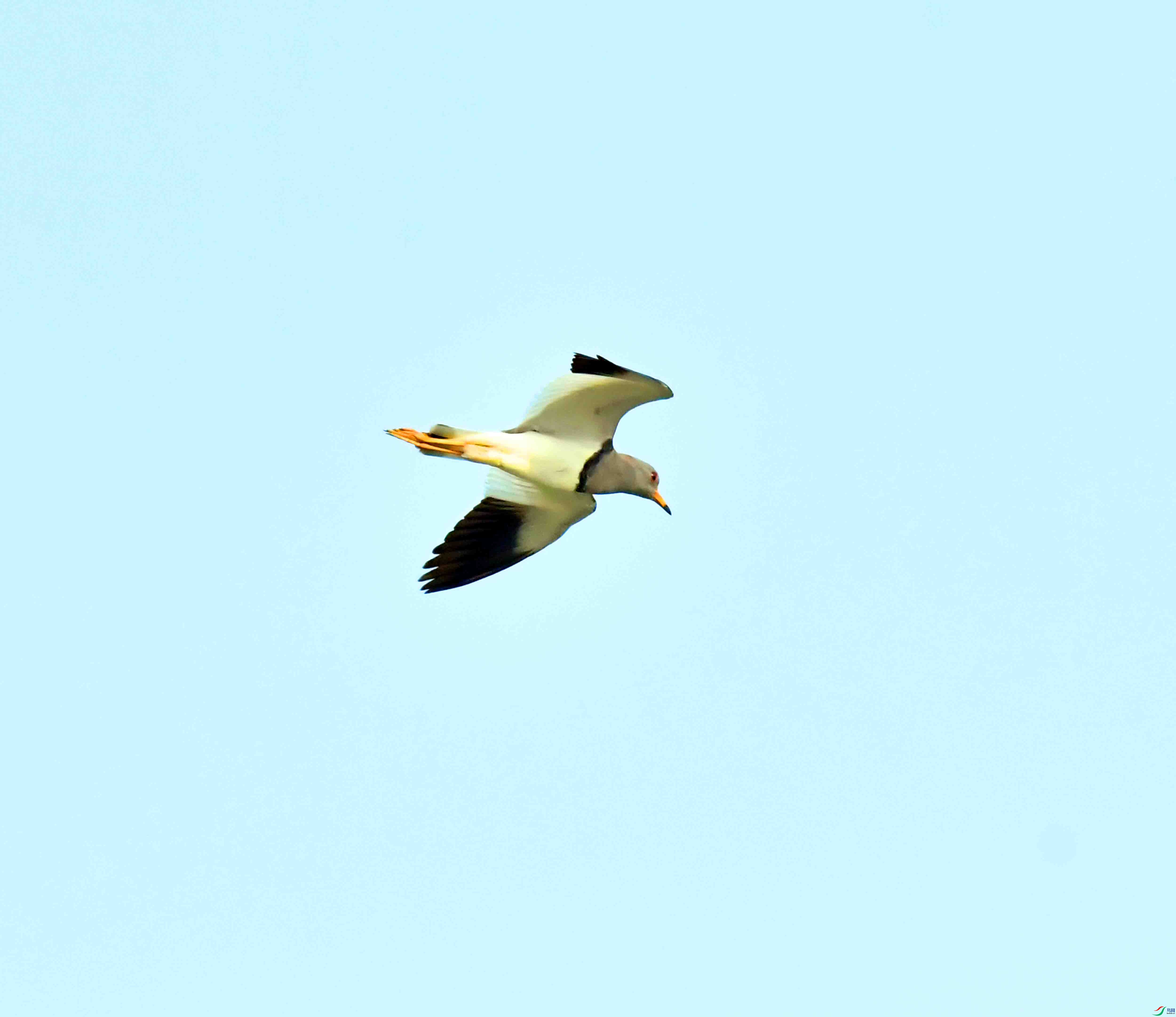 DSC_9672.JPG