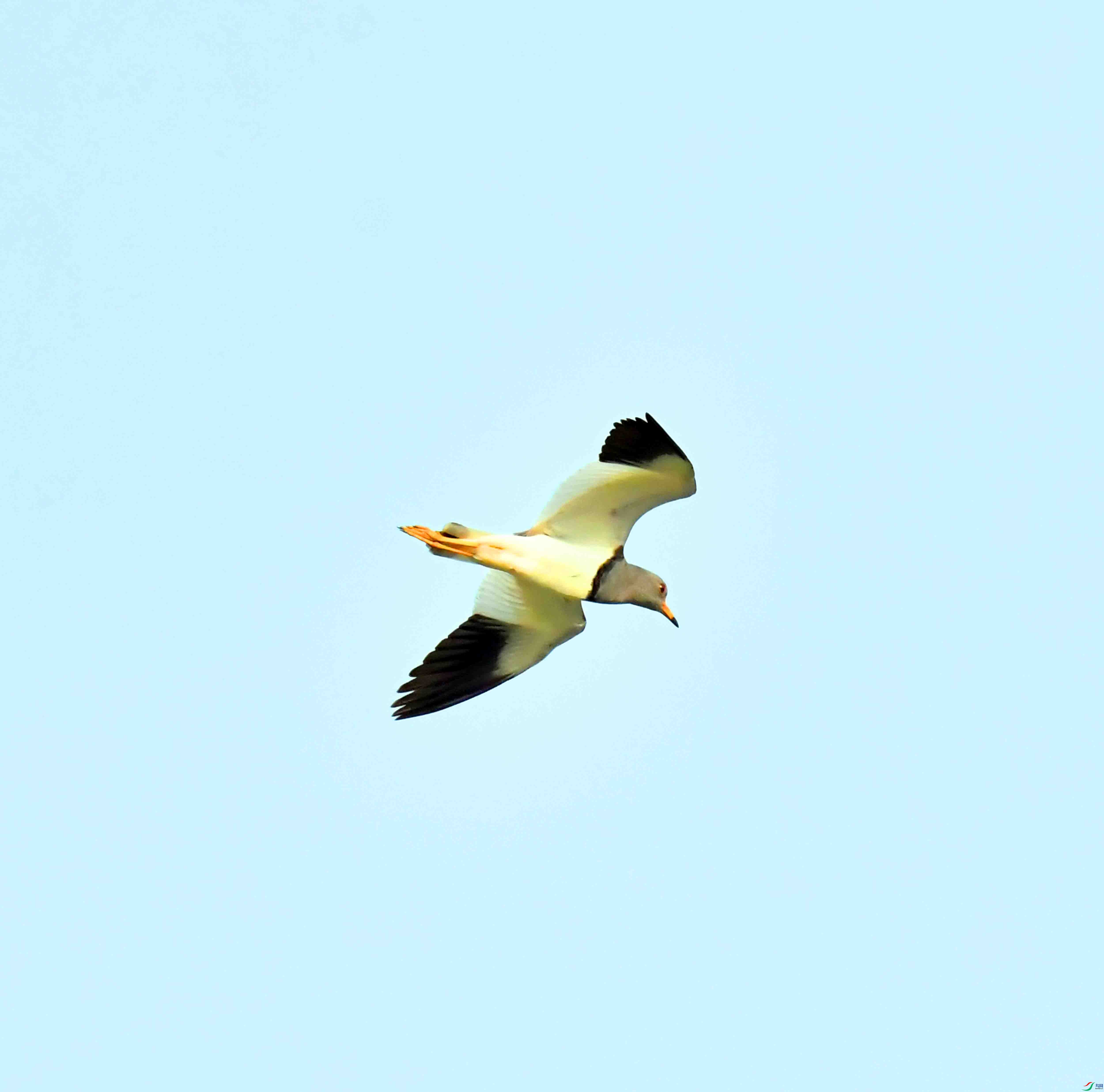 DSC_9673.JPG