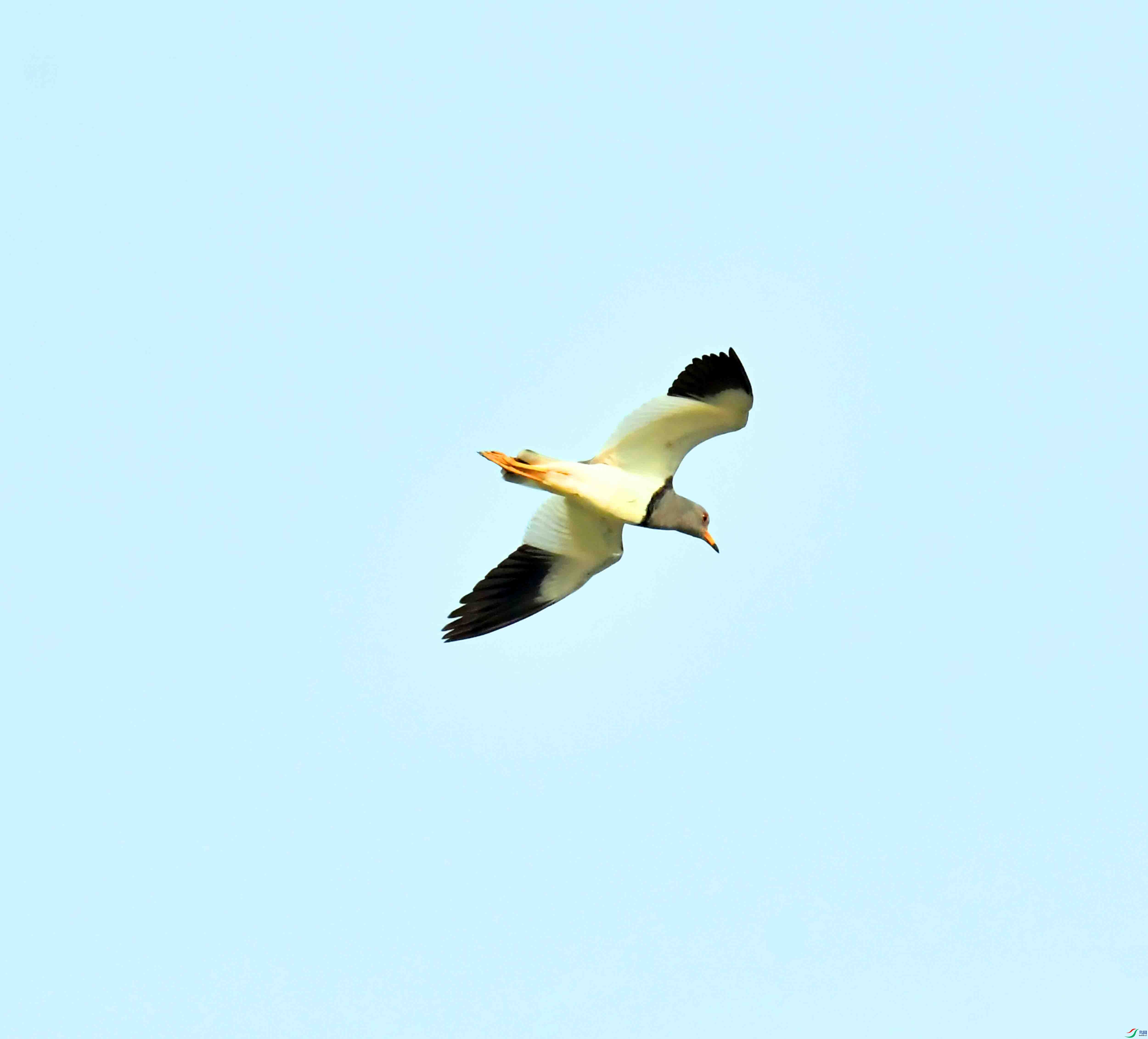 DSC_9675.JPG