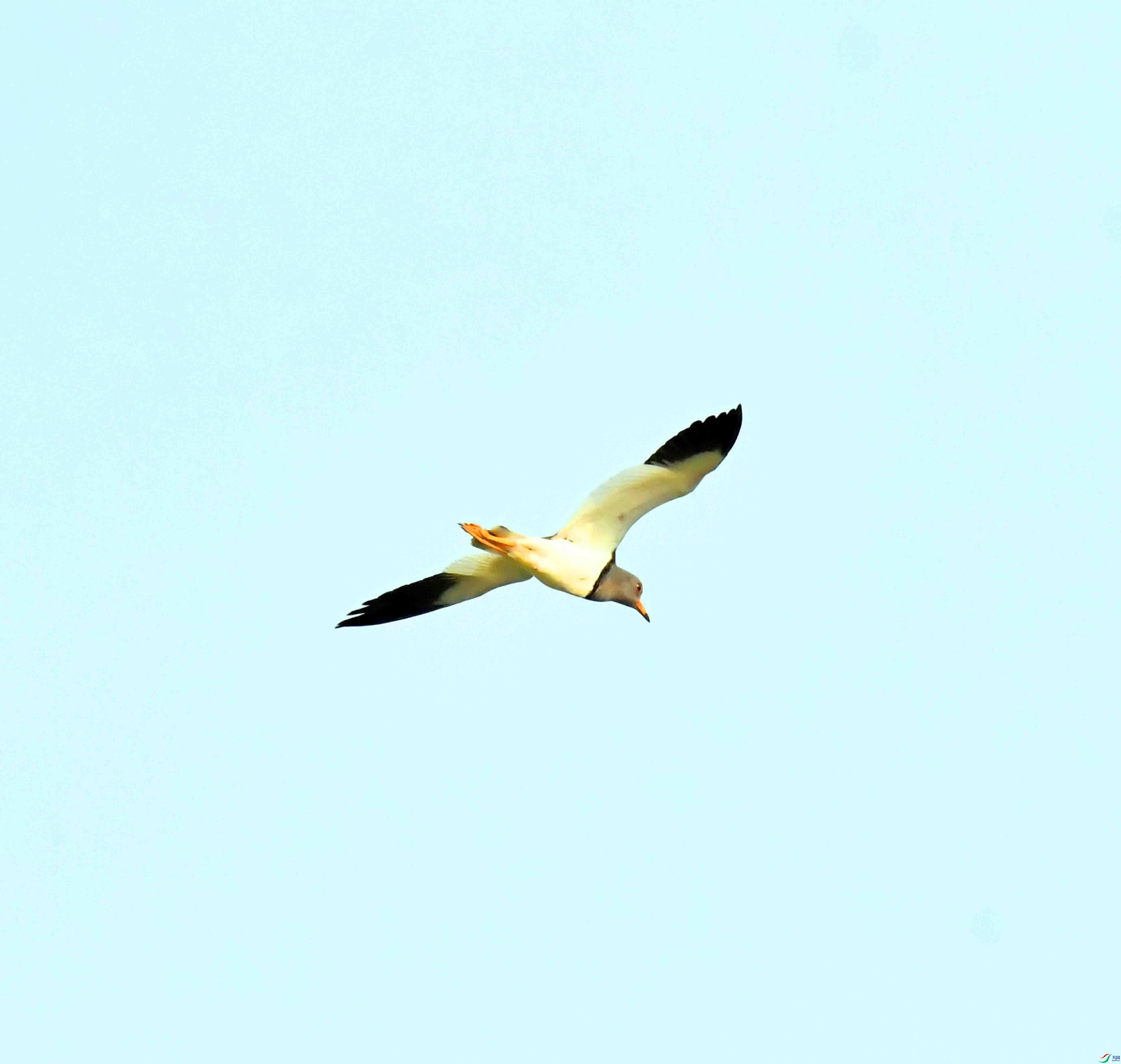 DSC_9677.JPG