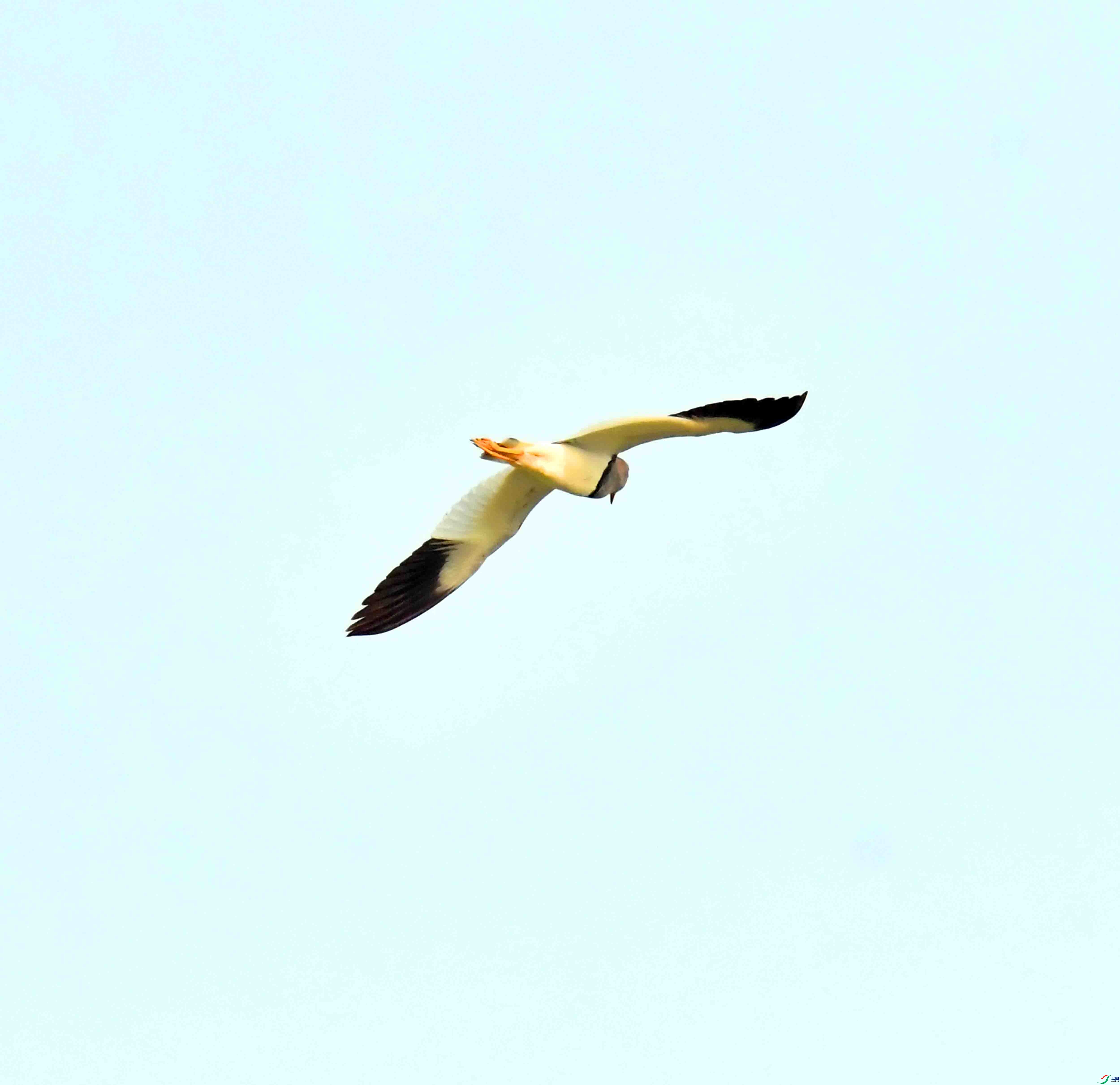 DSC_9678.JPG