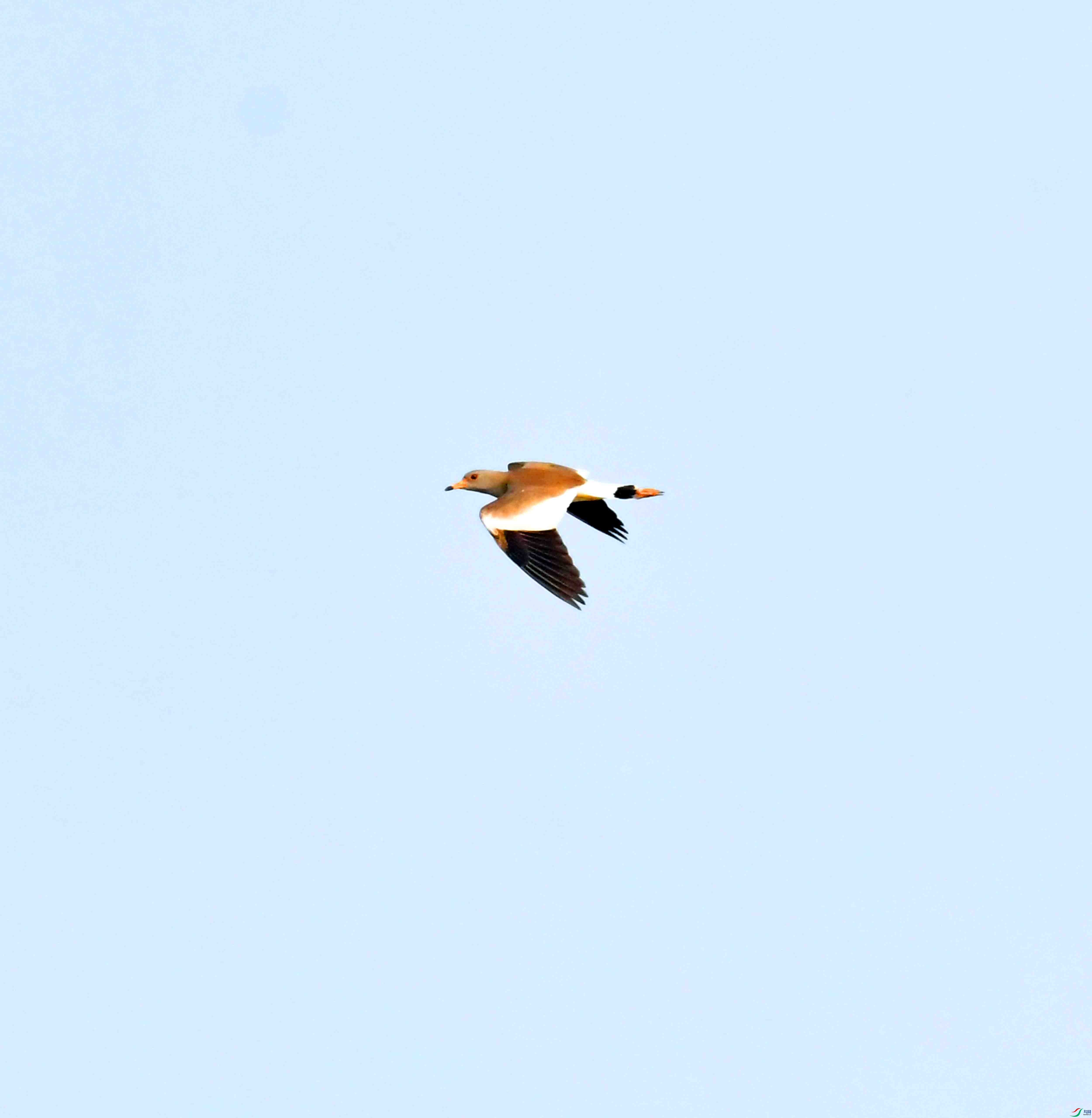 DSC_9687.JPG