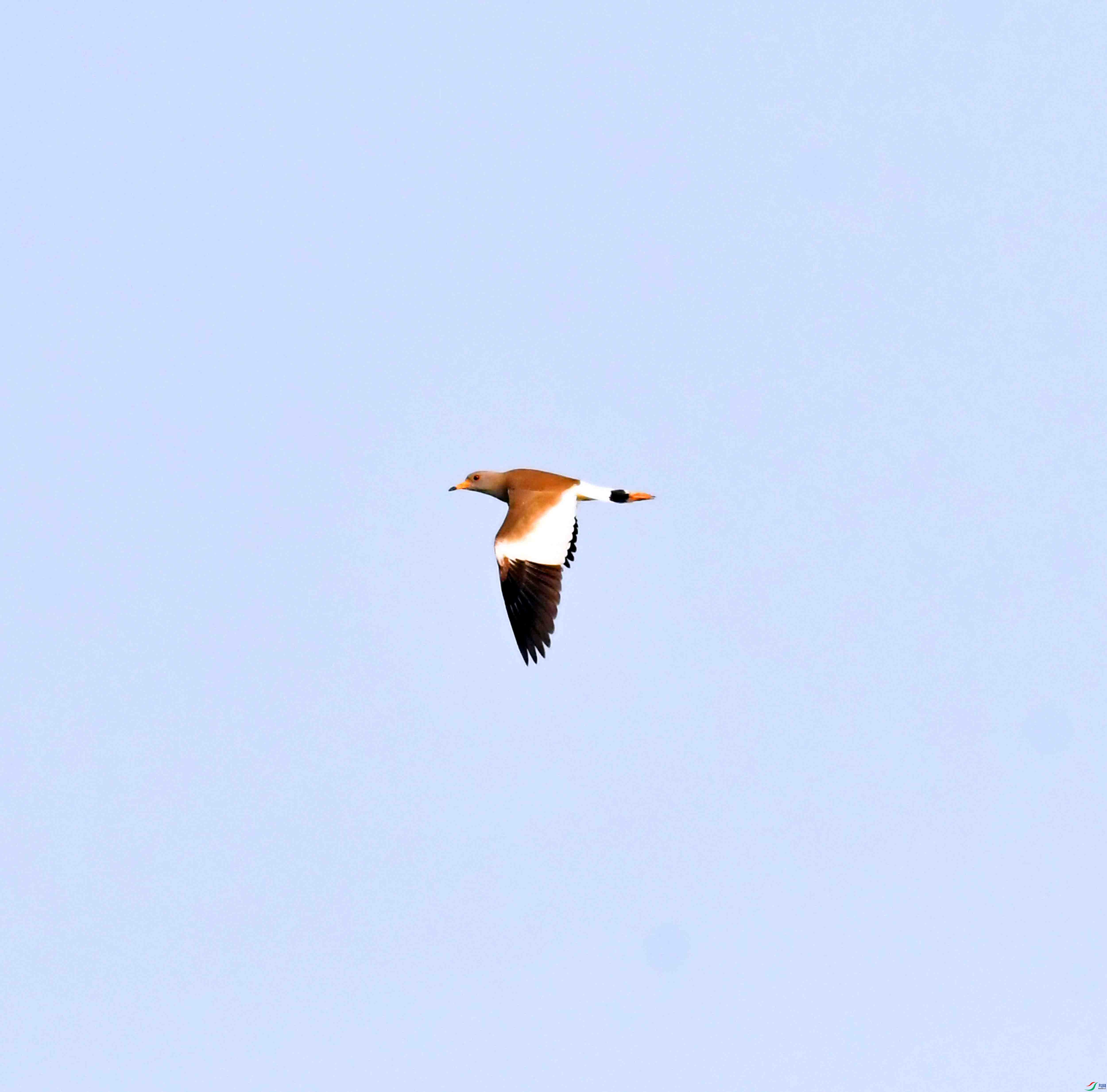 DSC_9689.JPG