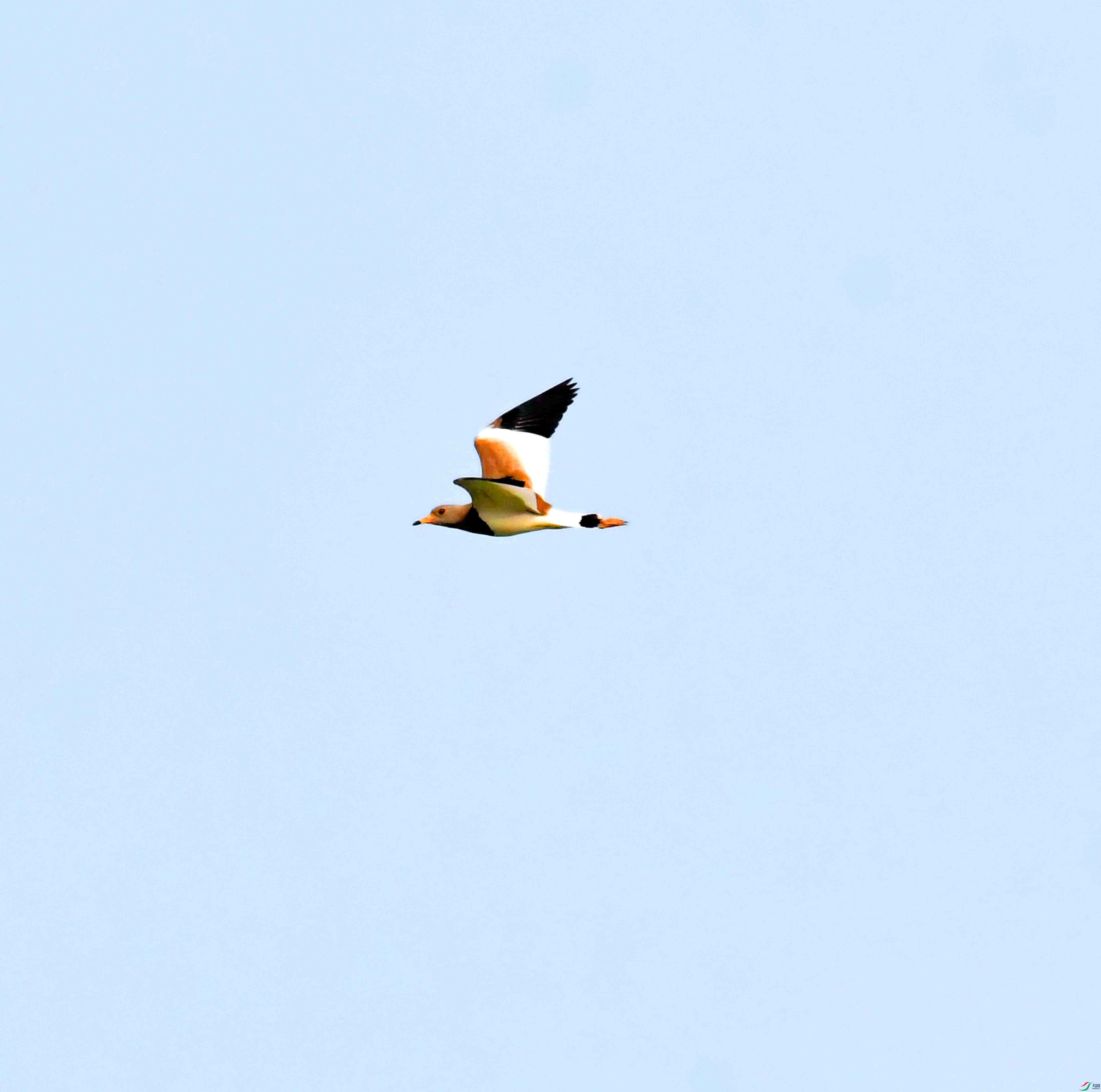 DSC_9688.JPG