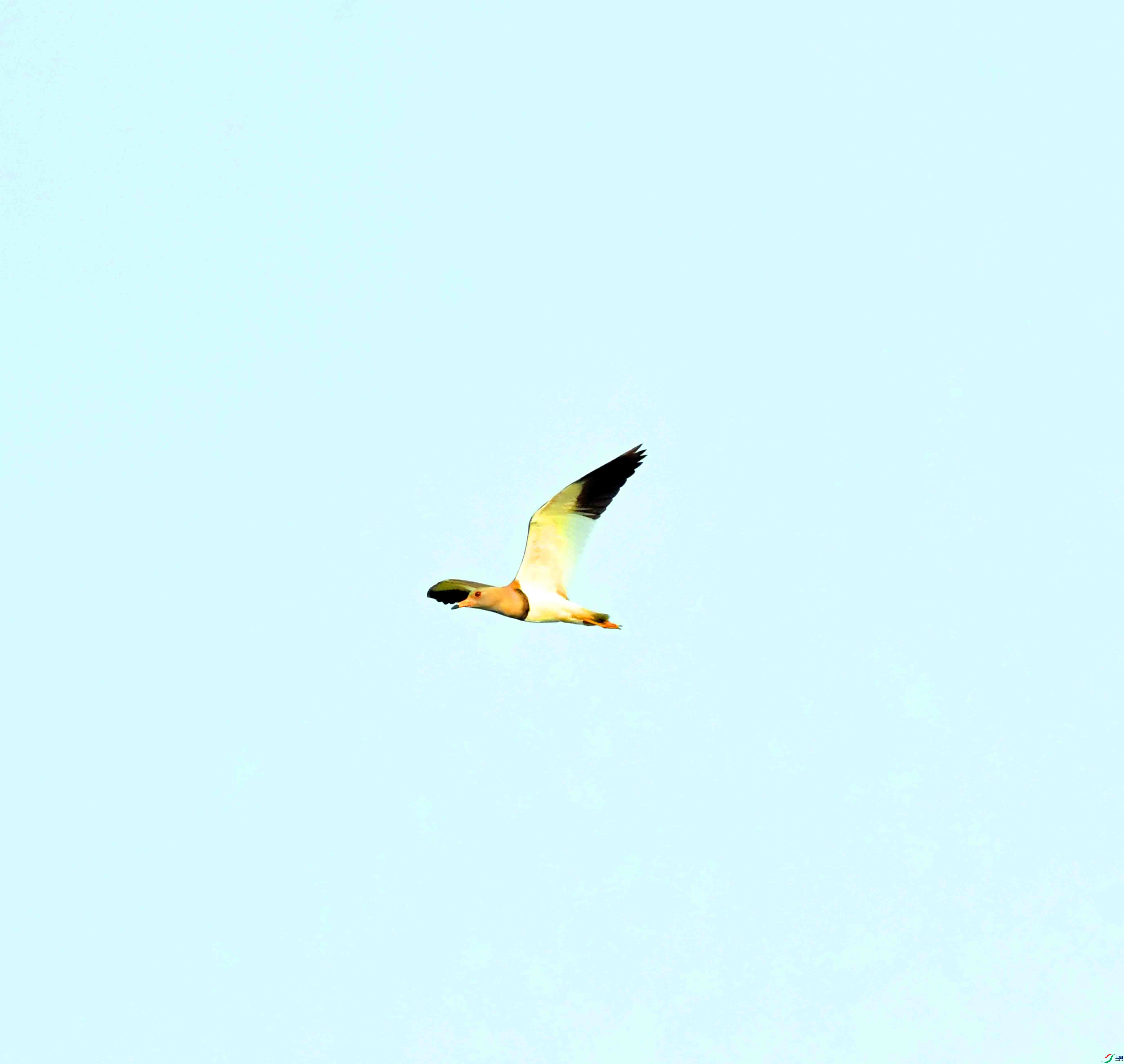 DSC_9693.JPG