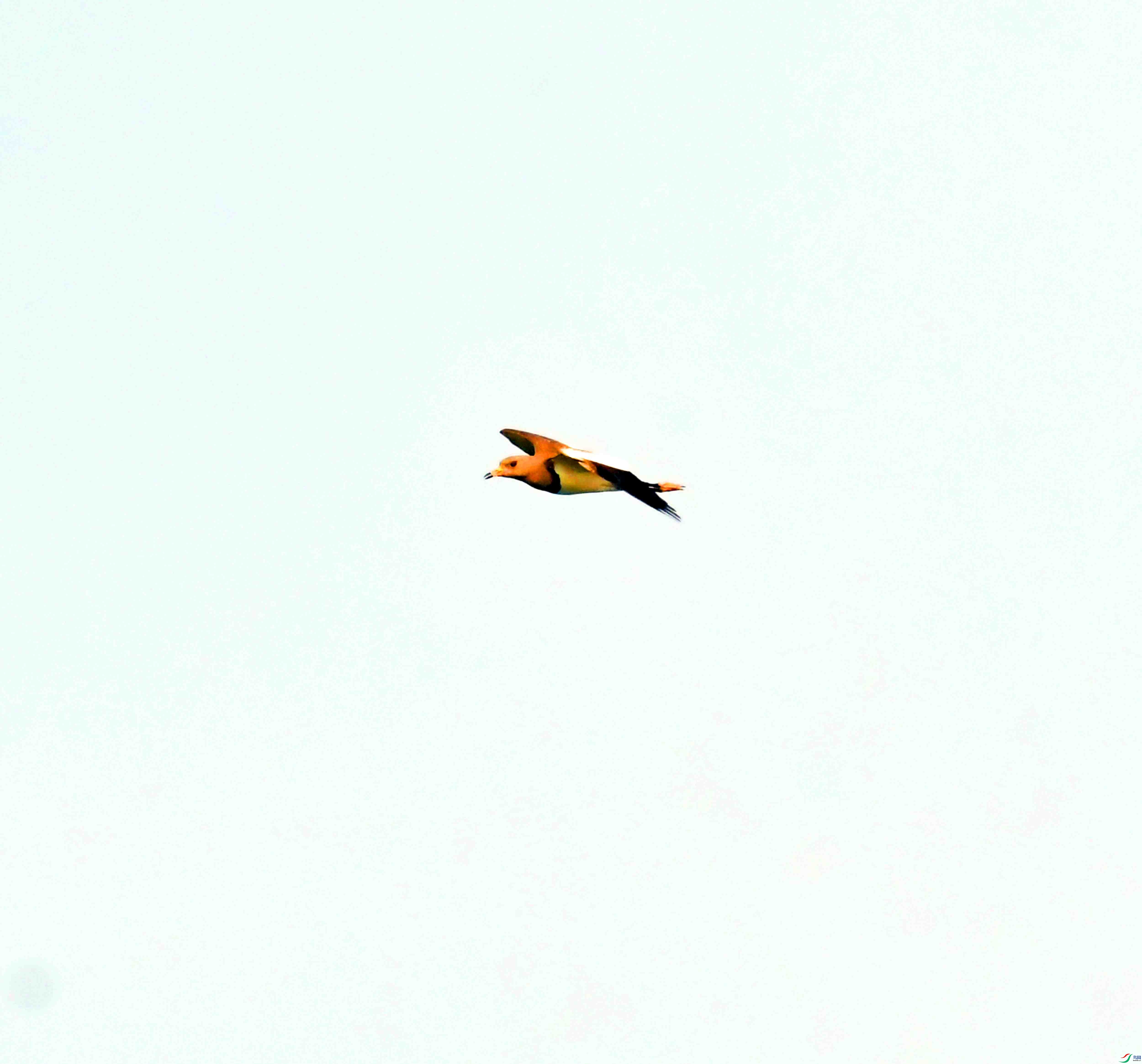 DSC_9692.JPG