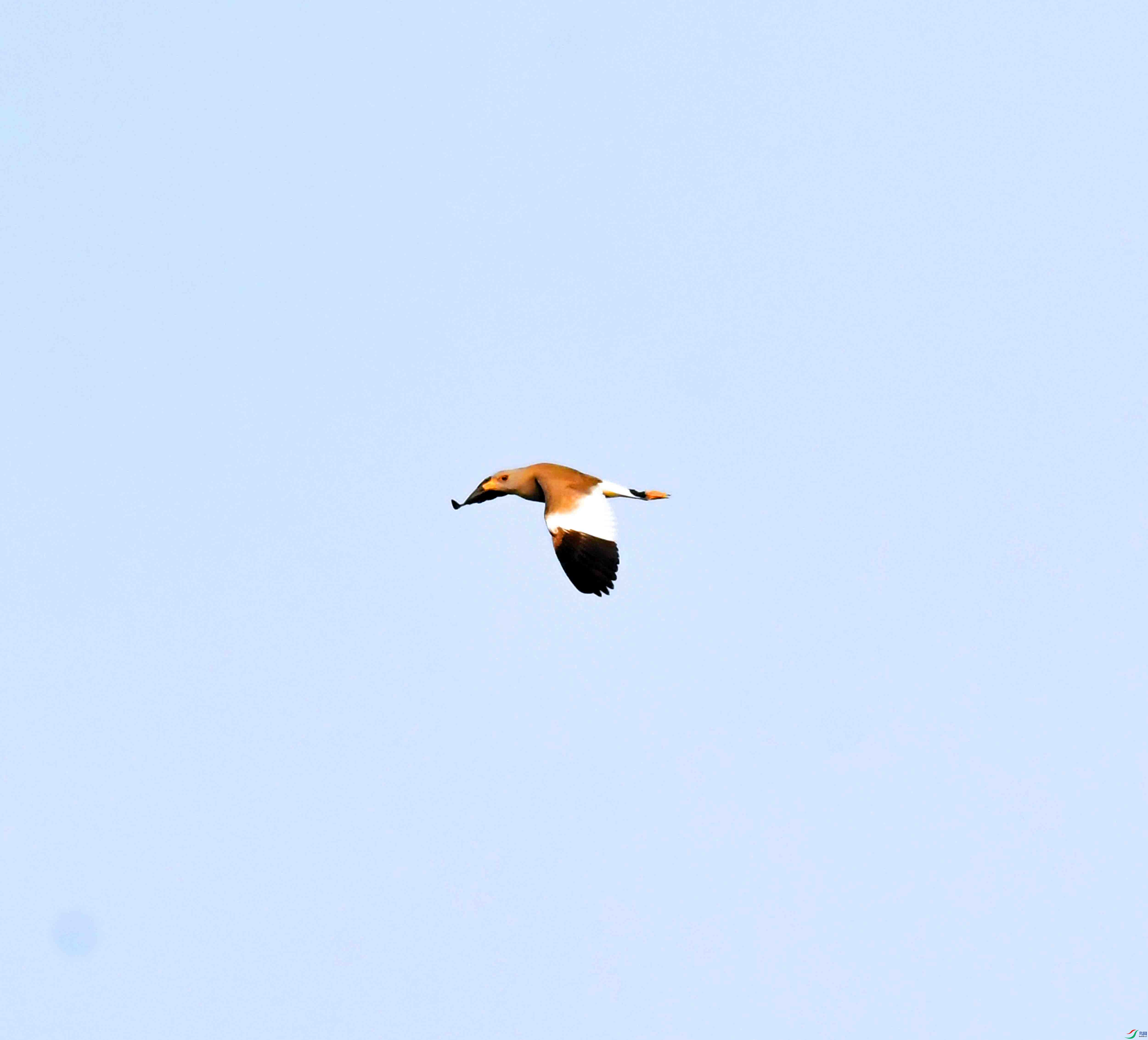 DSC_9691.JPG