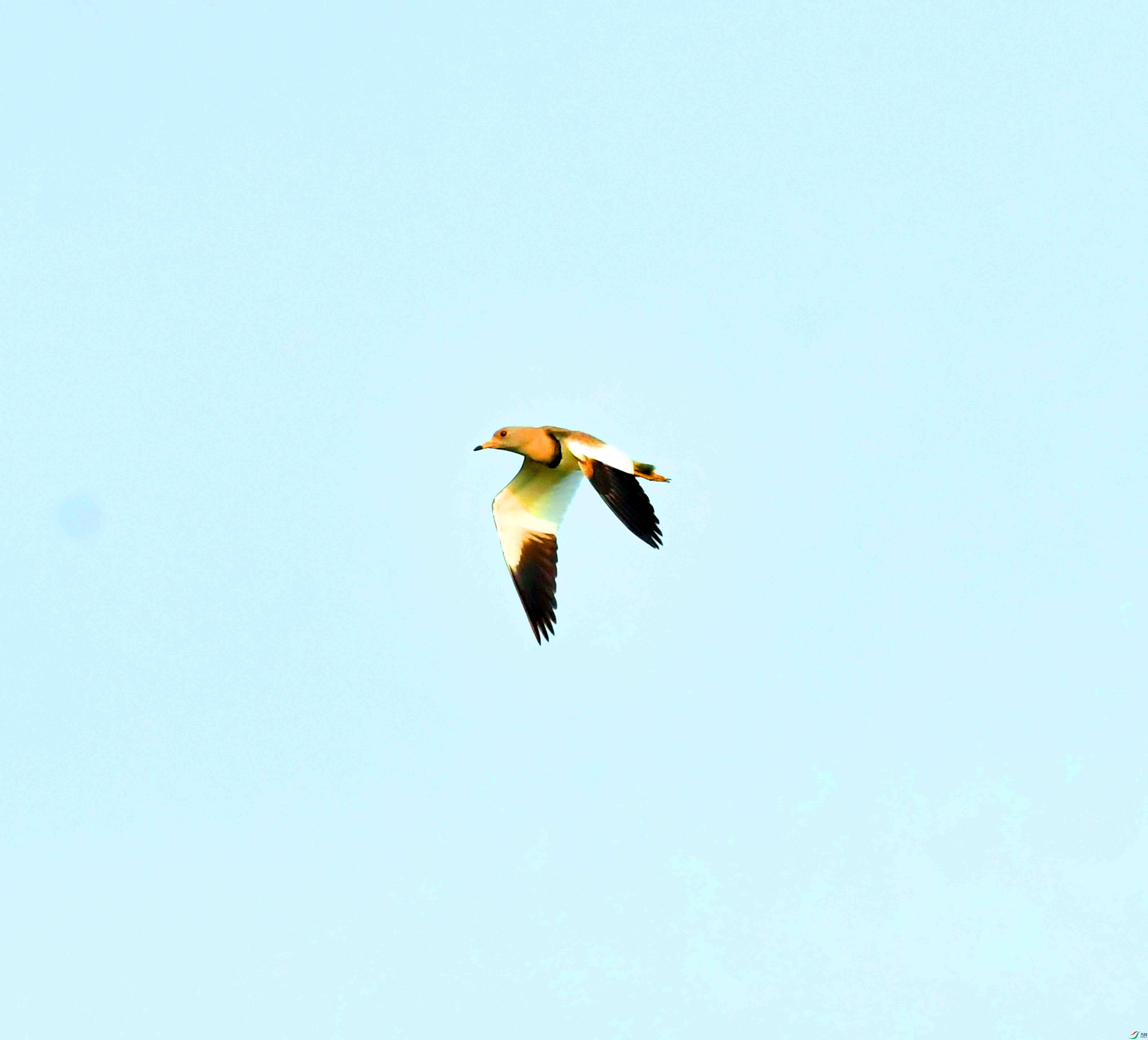 DSC_9694.JPG