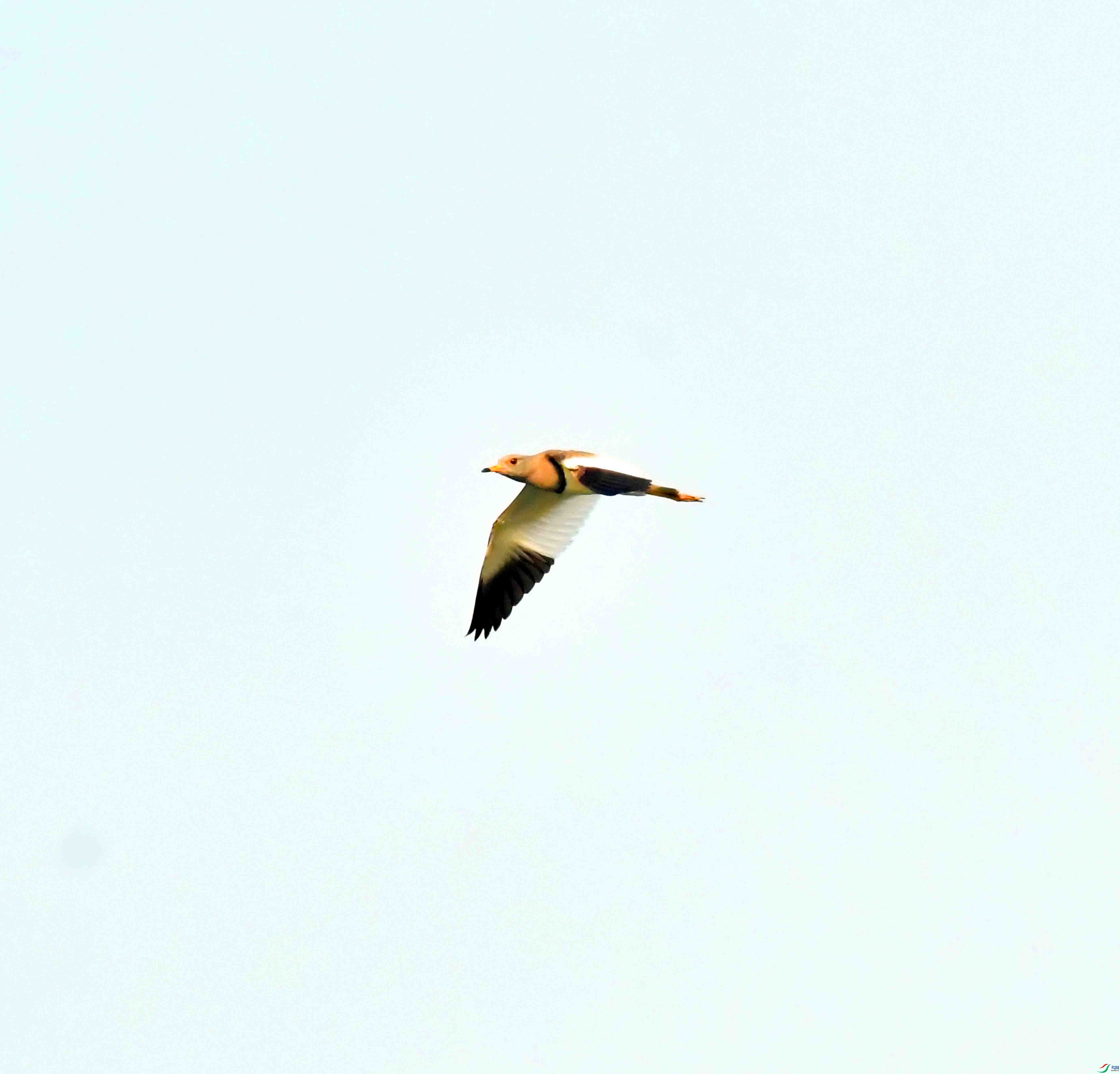 DSC_9696.JPG