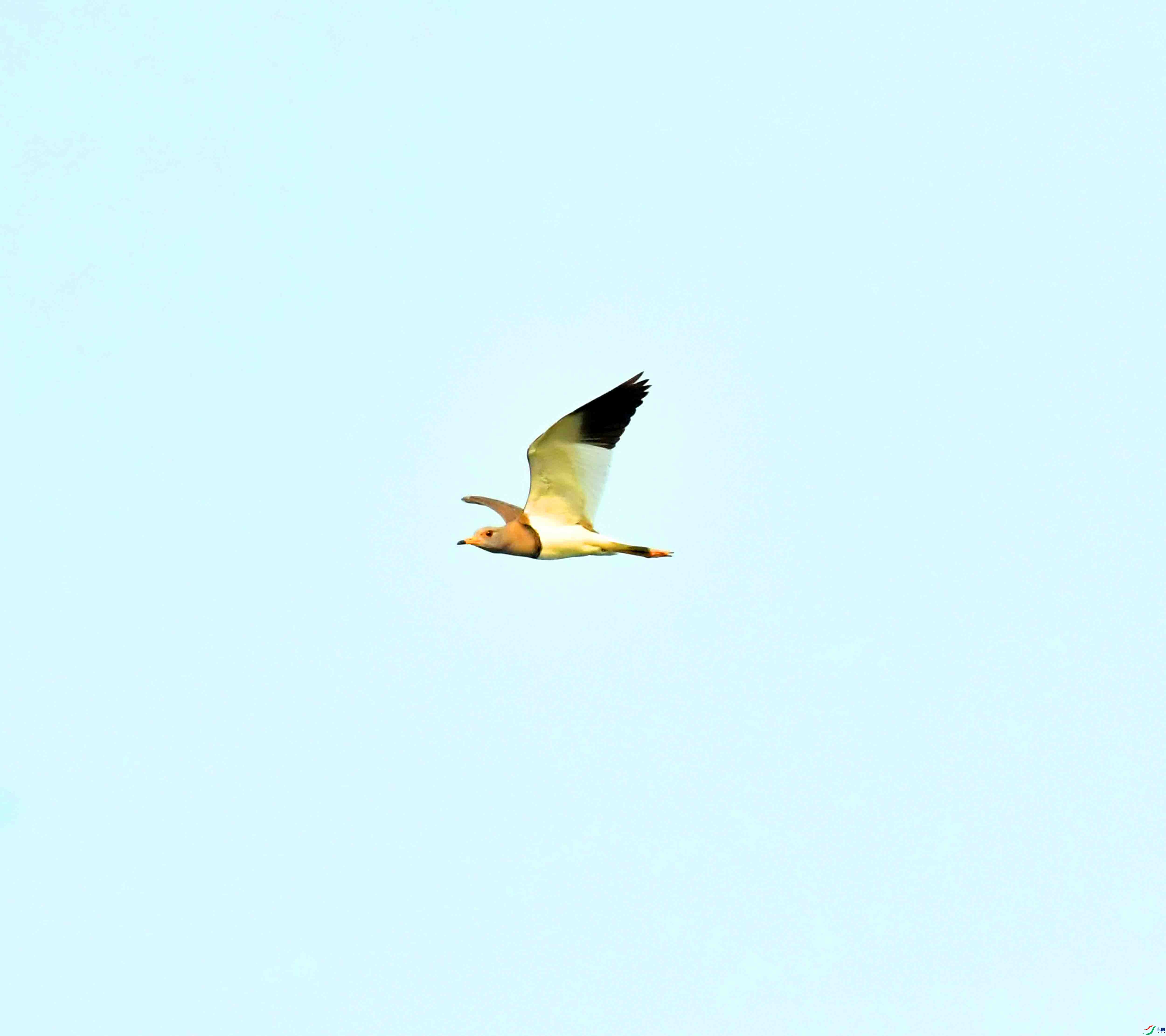 DSC_9698.JPG