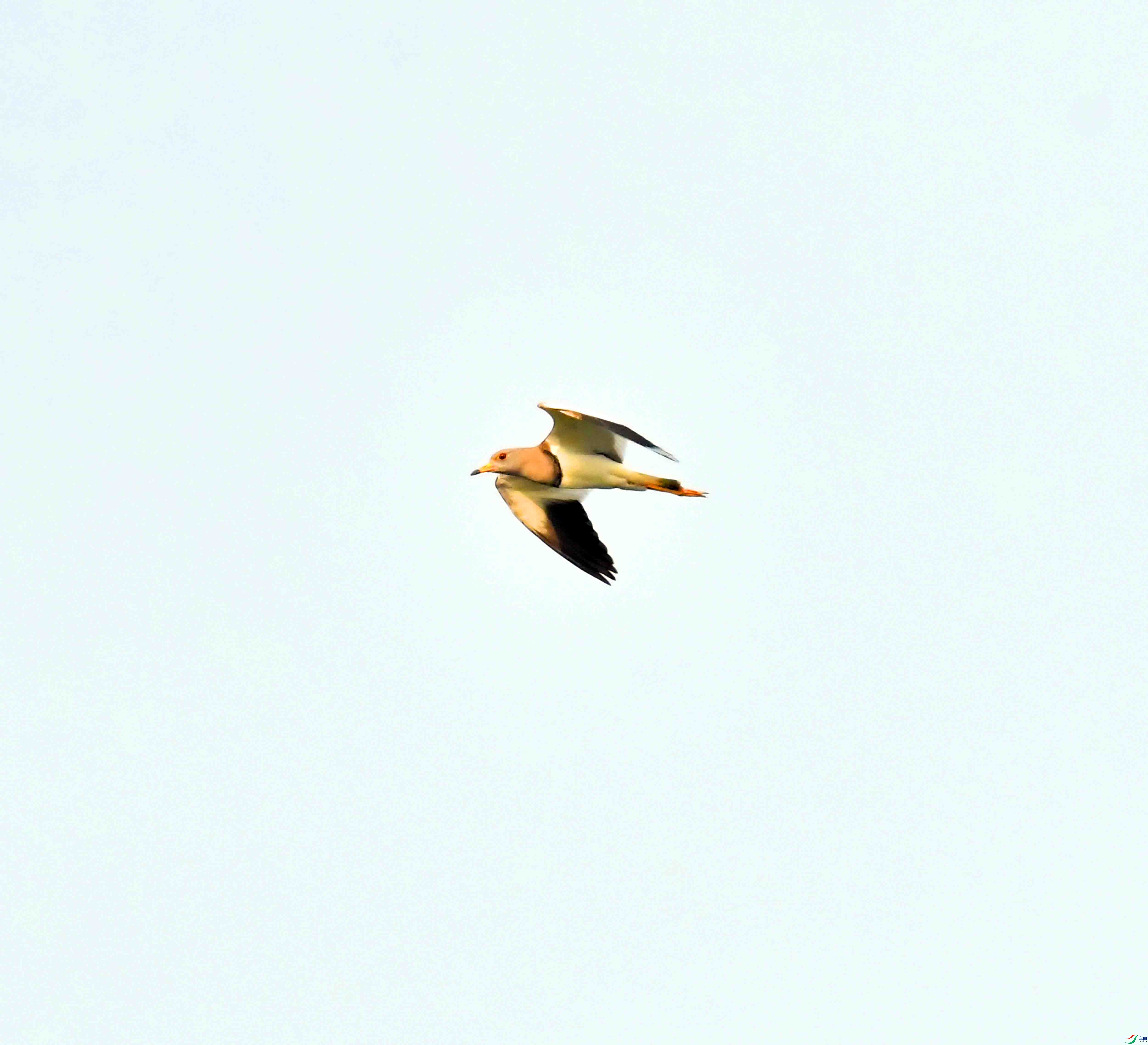DSC_9700.JPG