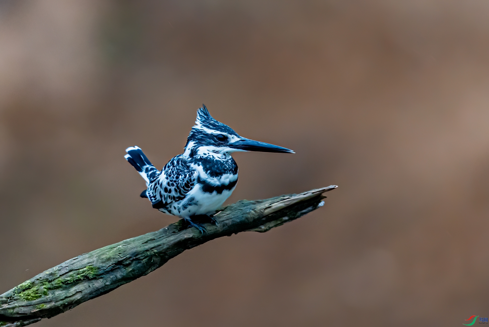 DSC_3588-11.jpg