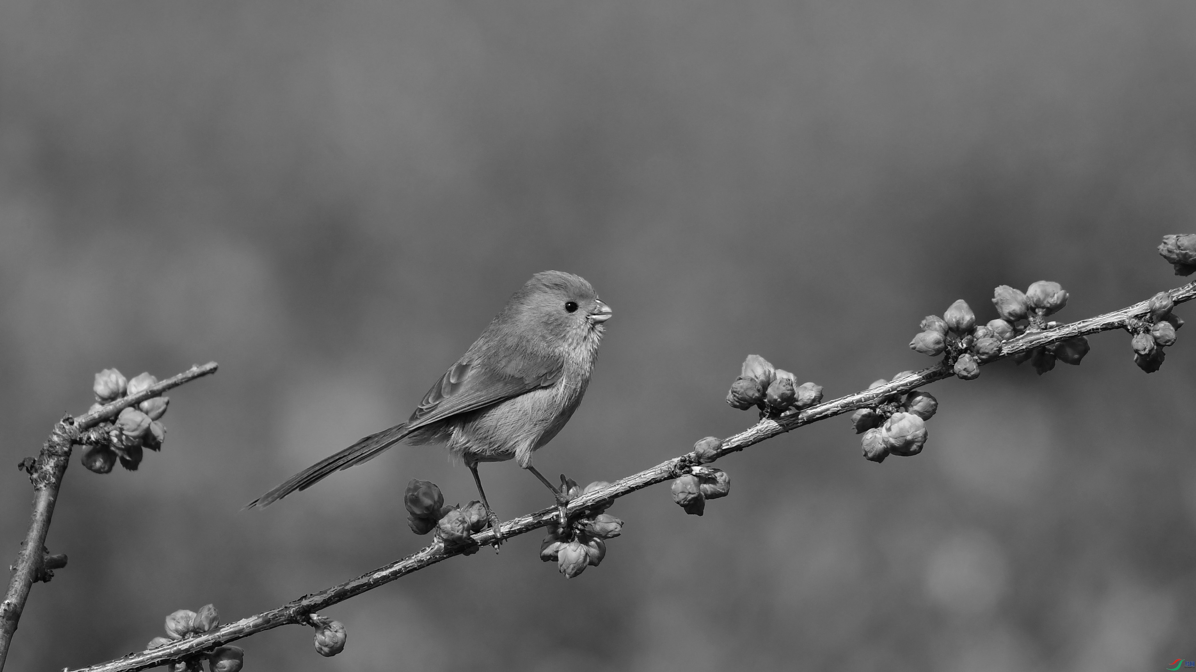 DSC_7798.JPG