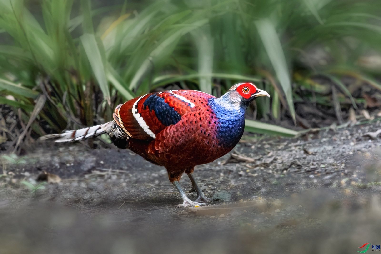 �ھ���β��������----�ּ�����    