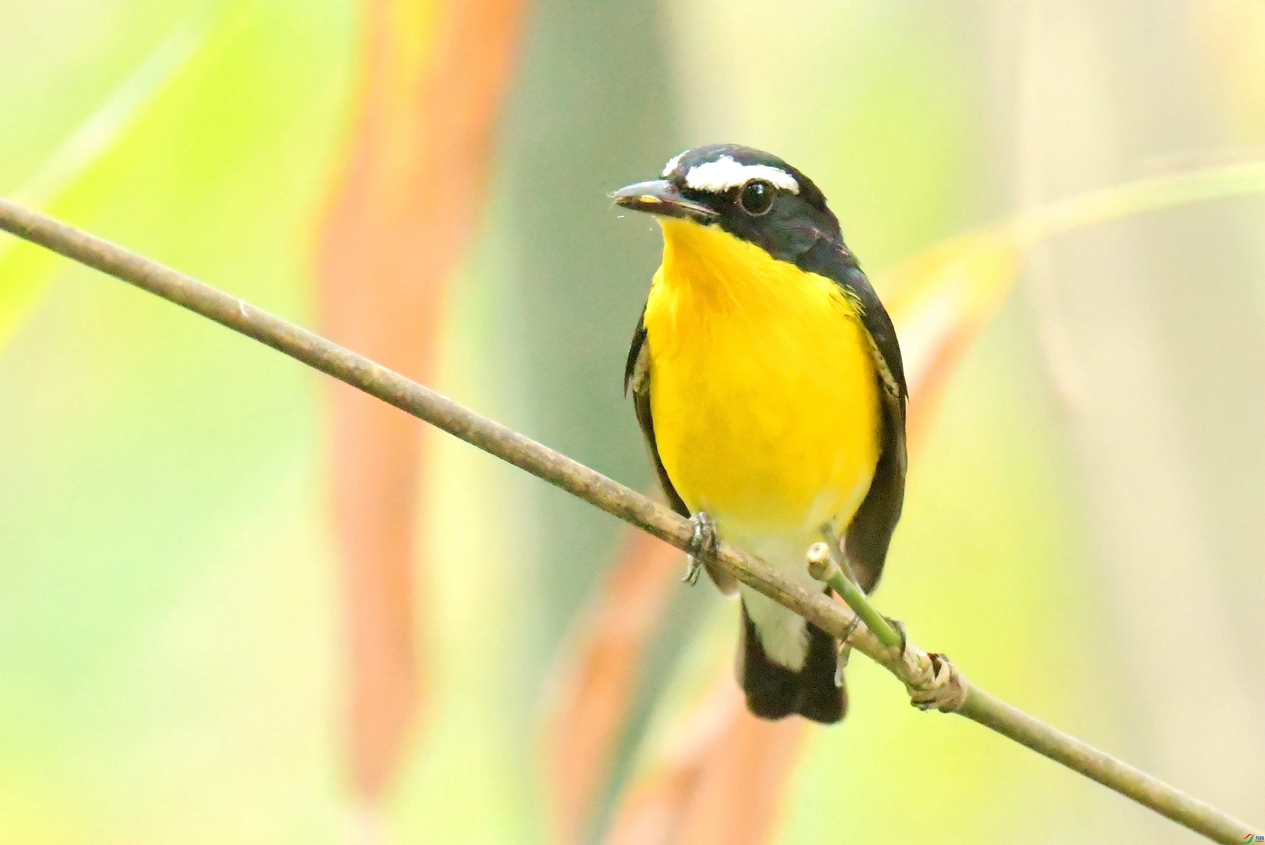DSC_7174.JPG