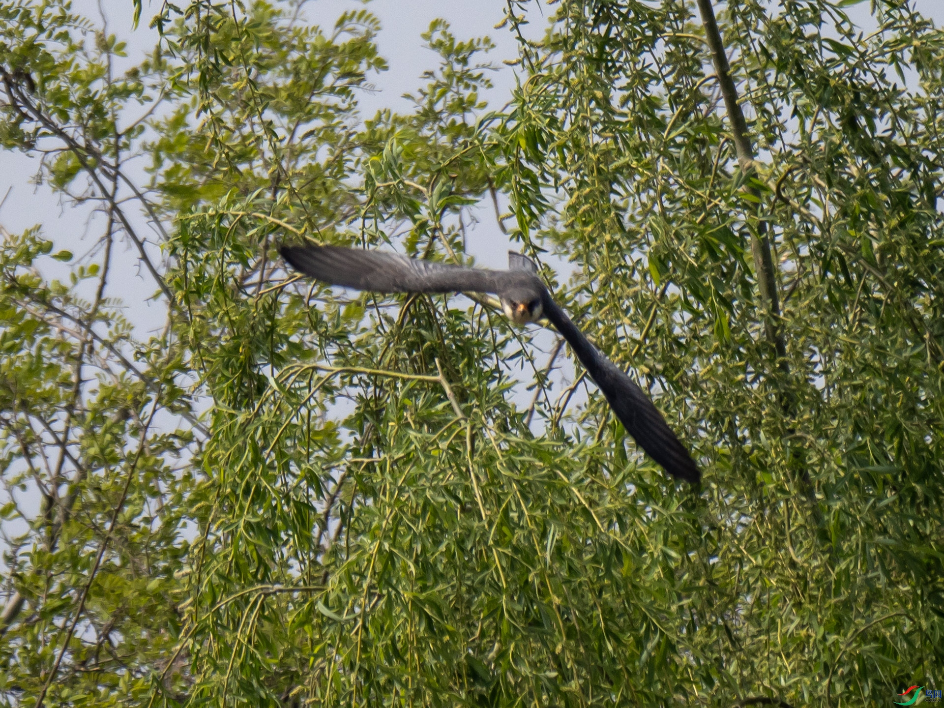 P4258640.jpg