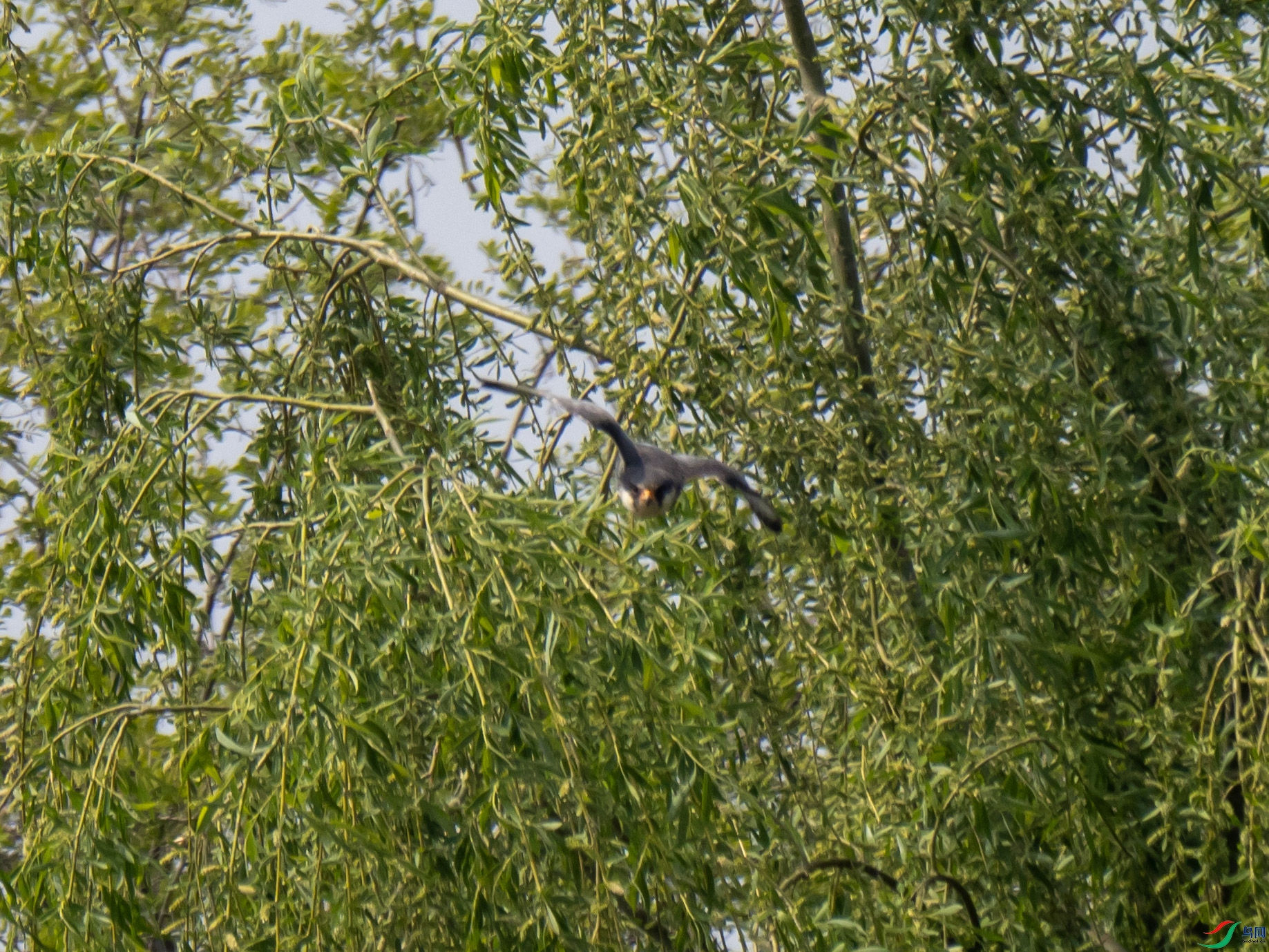 P4258641.jpg