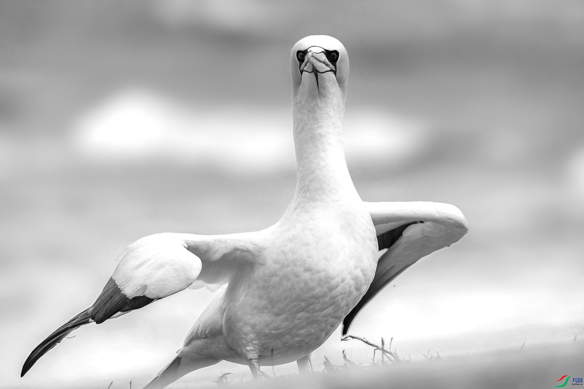 1P8A9739.jpg