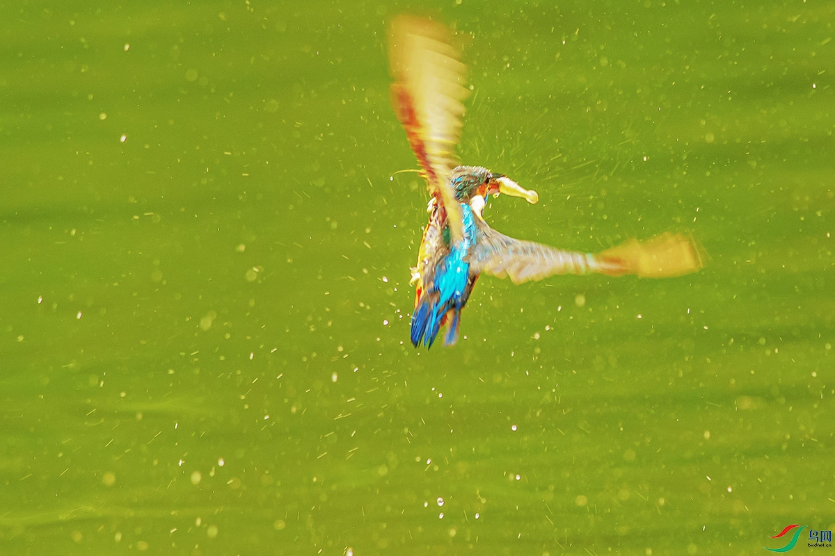 DSC_9955-����ǿ.jpg