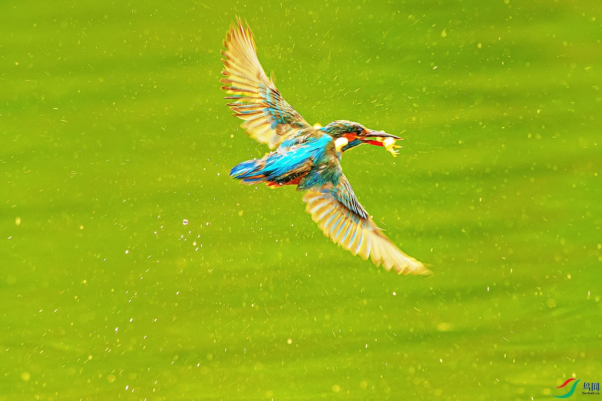 DSC_9956-����ǿ.jpg