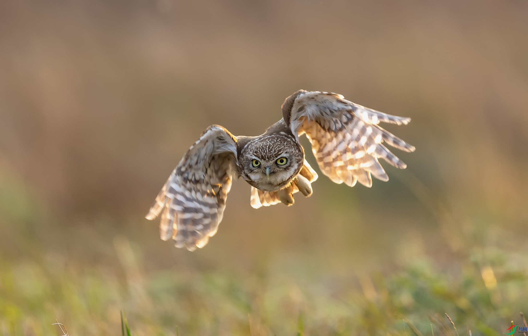 ���Ƹ�С�^