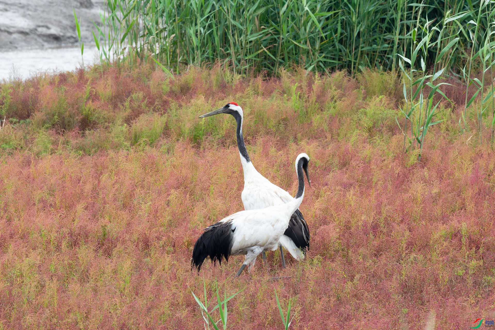 DSC_0064.jpg