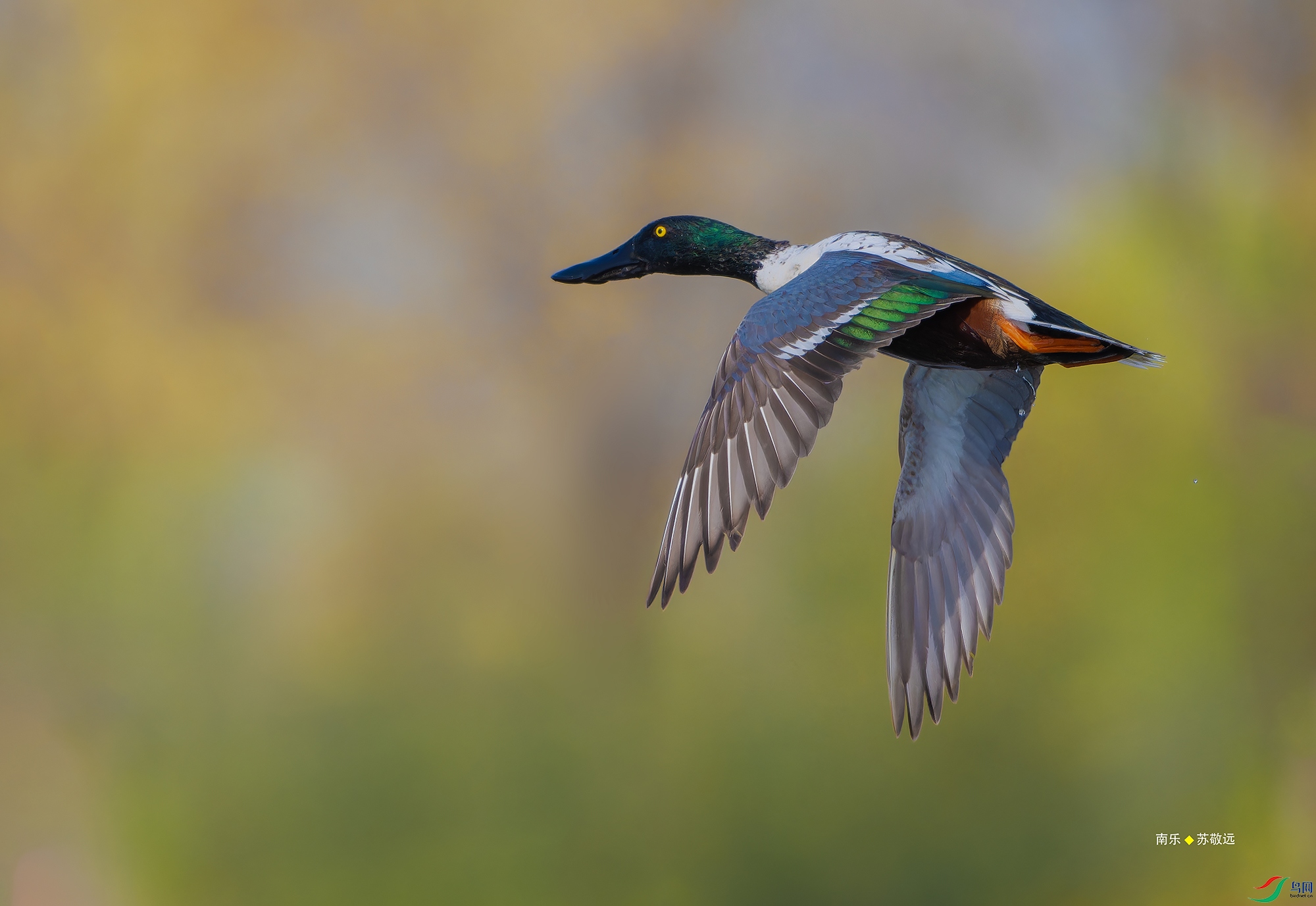 _DSC2960-NEF_DxO_С.jpg