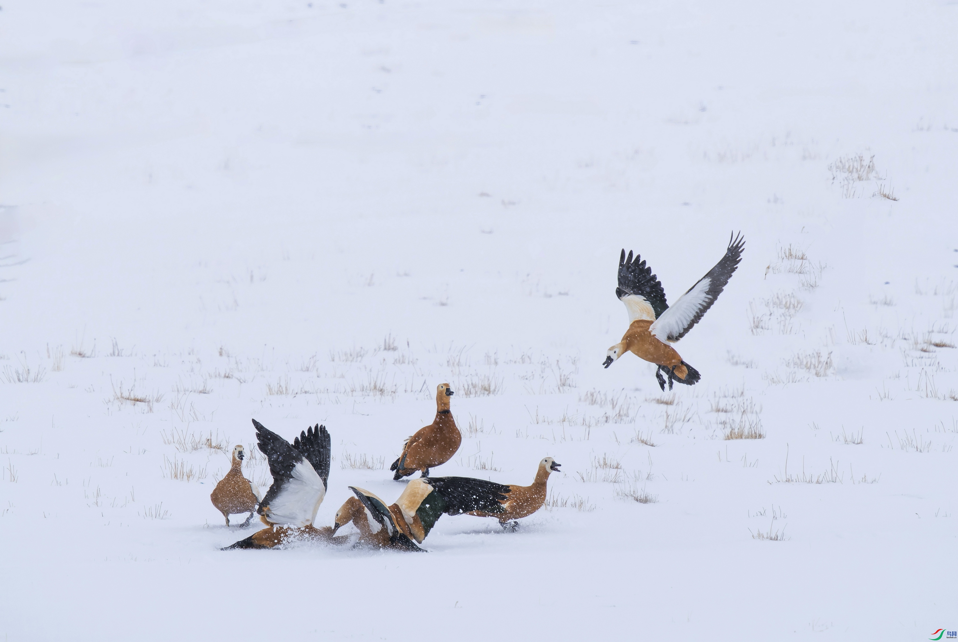 ����Ѽ (14)-01.jpg