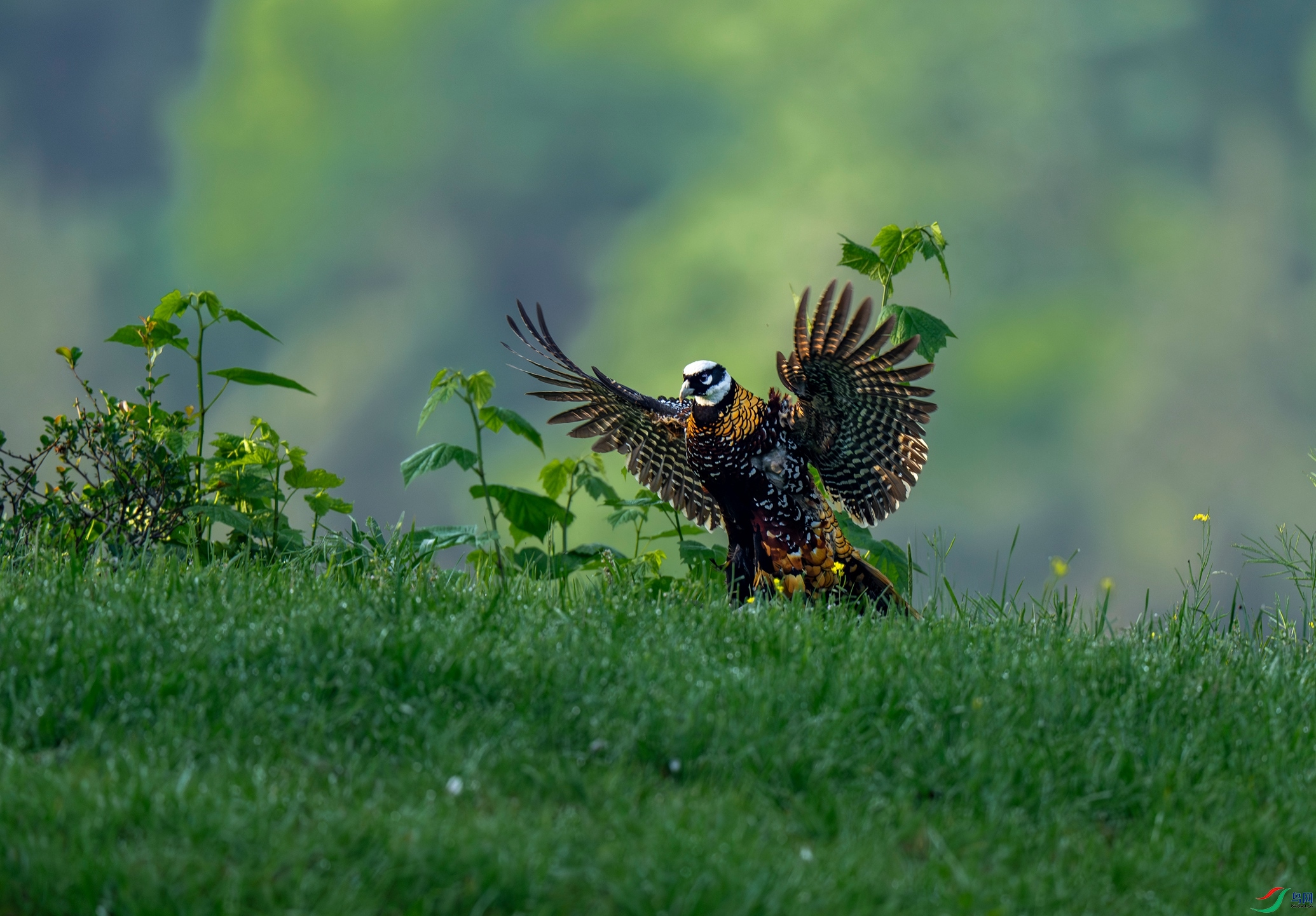 DSC09546 ����_����.jpg