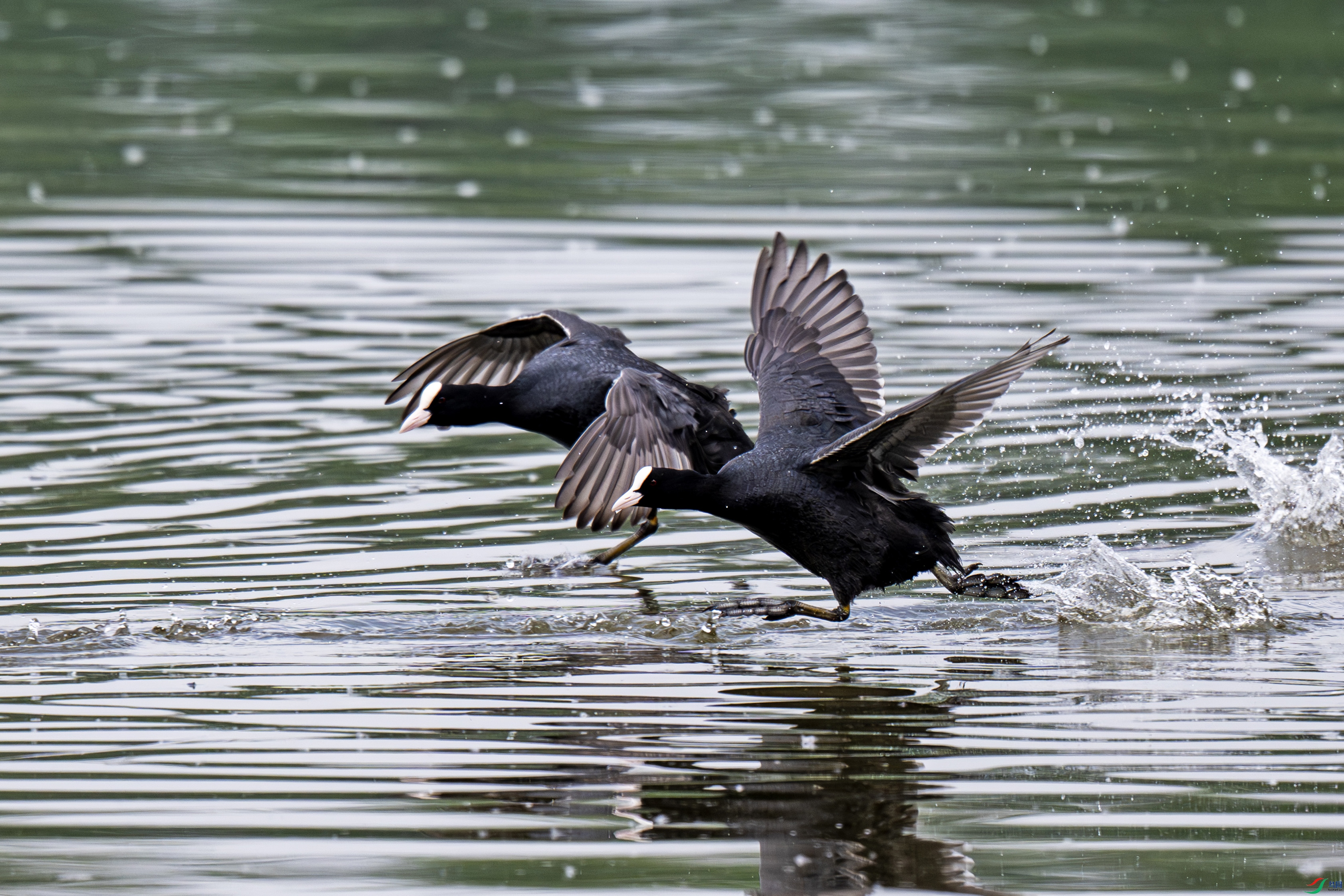 DSC_2580-����.jpg