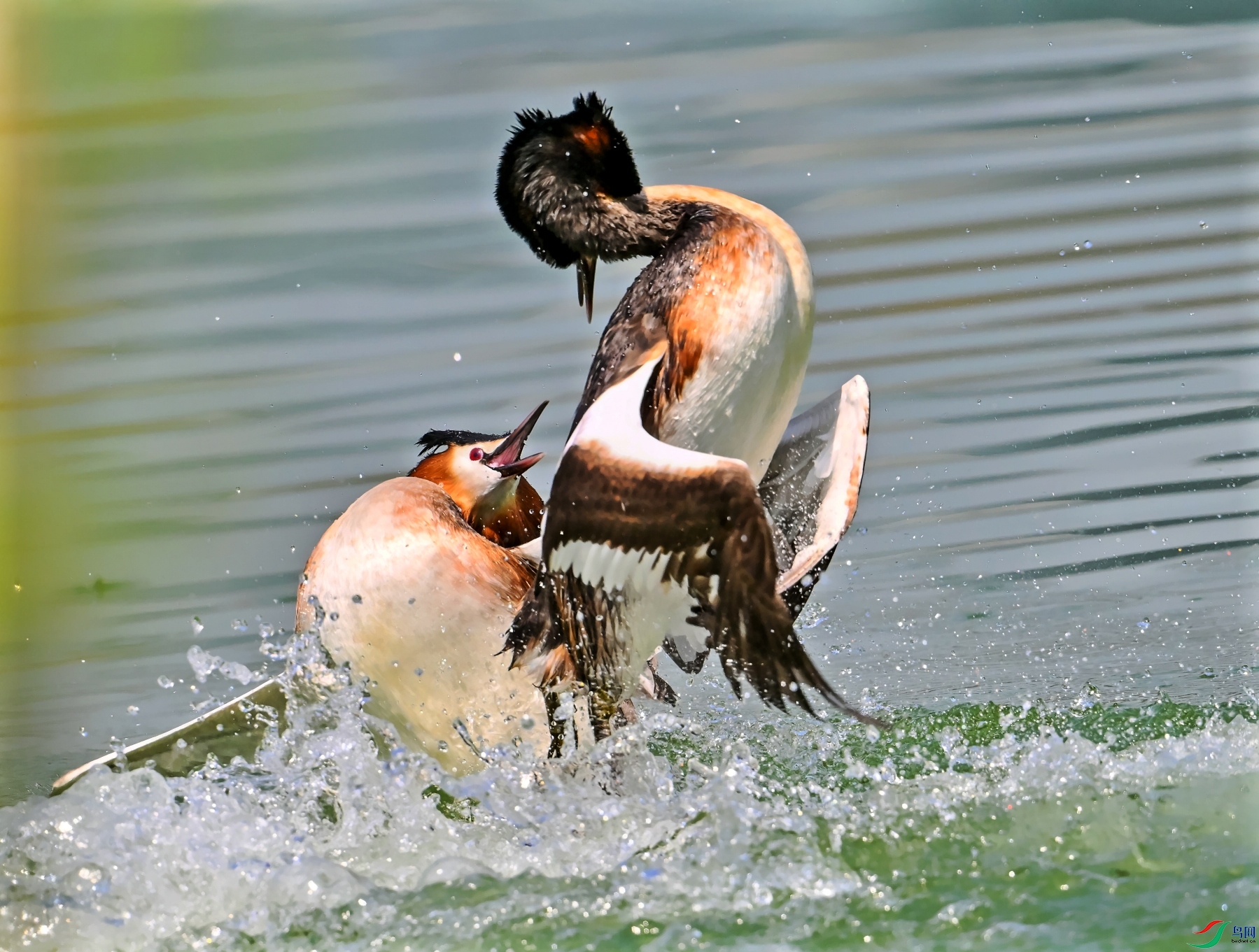 DSC_1000---_conew1.jpg